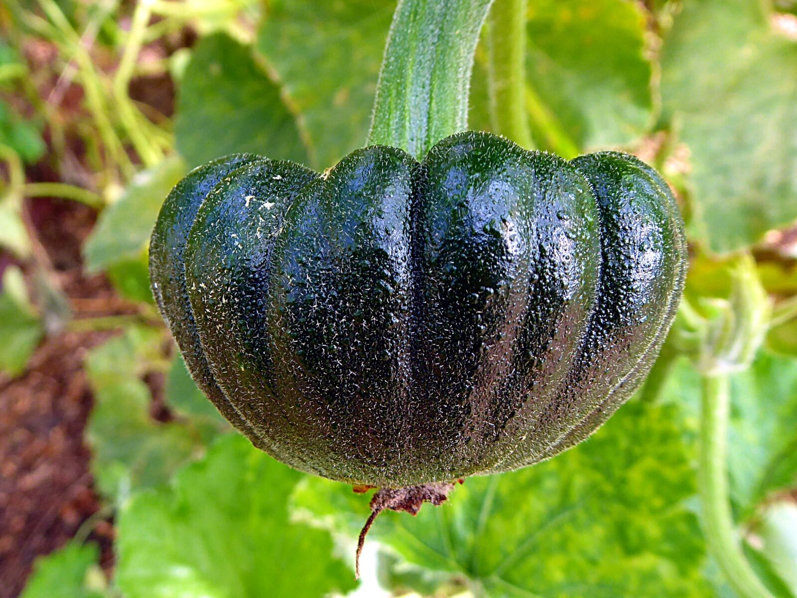 Panasonic Lumix DMC-ZS50 (Lumix DMC-TZ70) sample photo. Plant fruit, cucurbita, squash photography