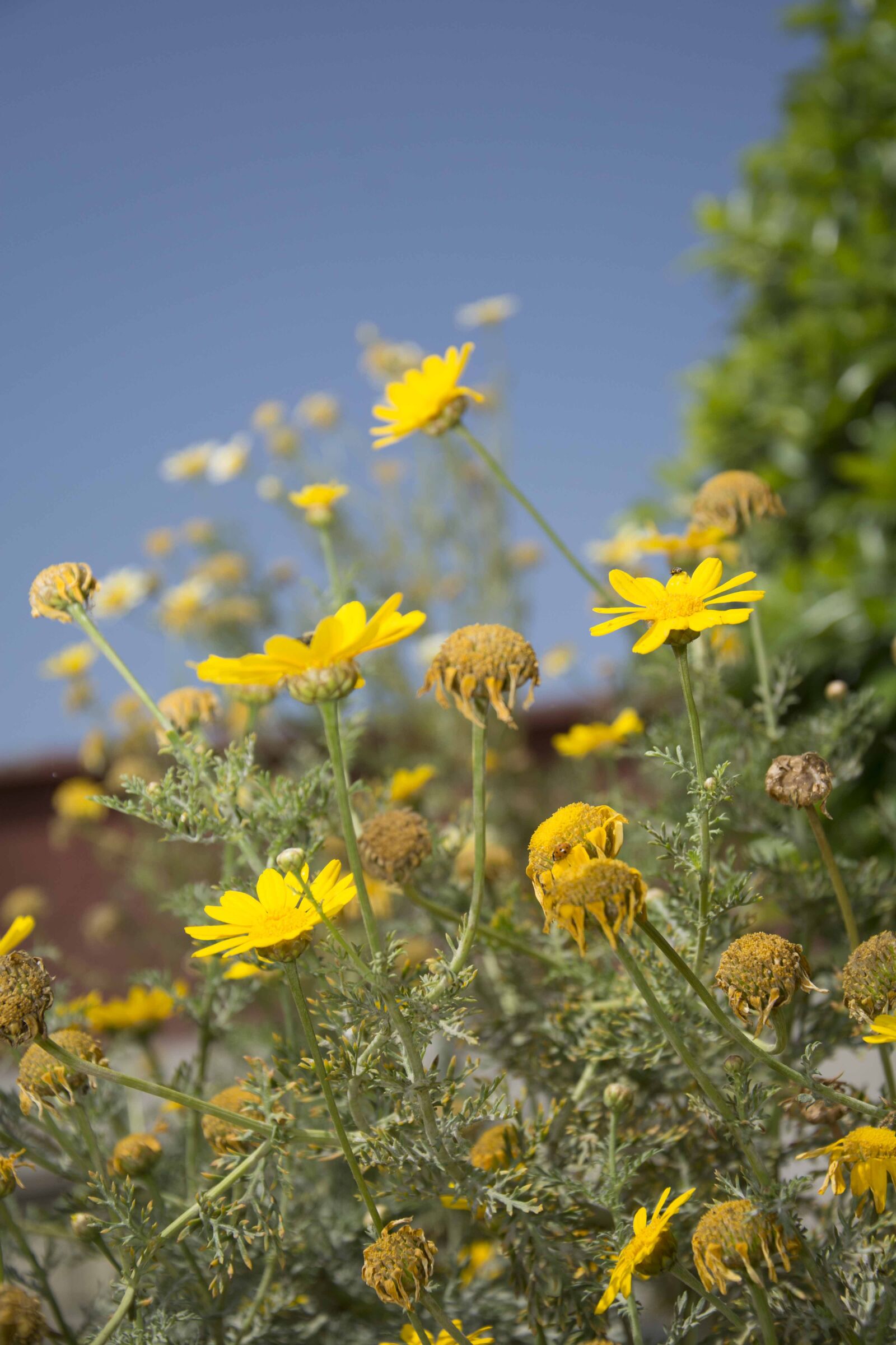 Nikon D7100 sample photo. Nature, flower, flora photography
