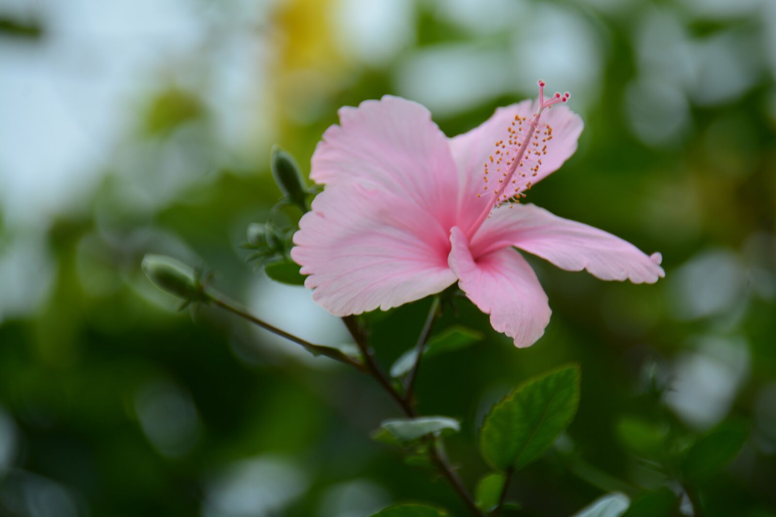 Nikon D7100 sample photo. Chaba, pink, flowers photography