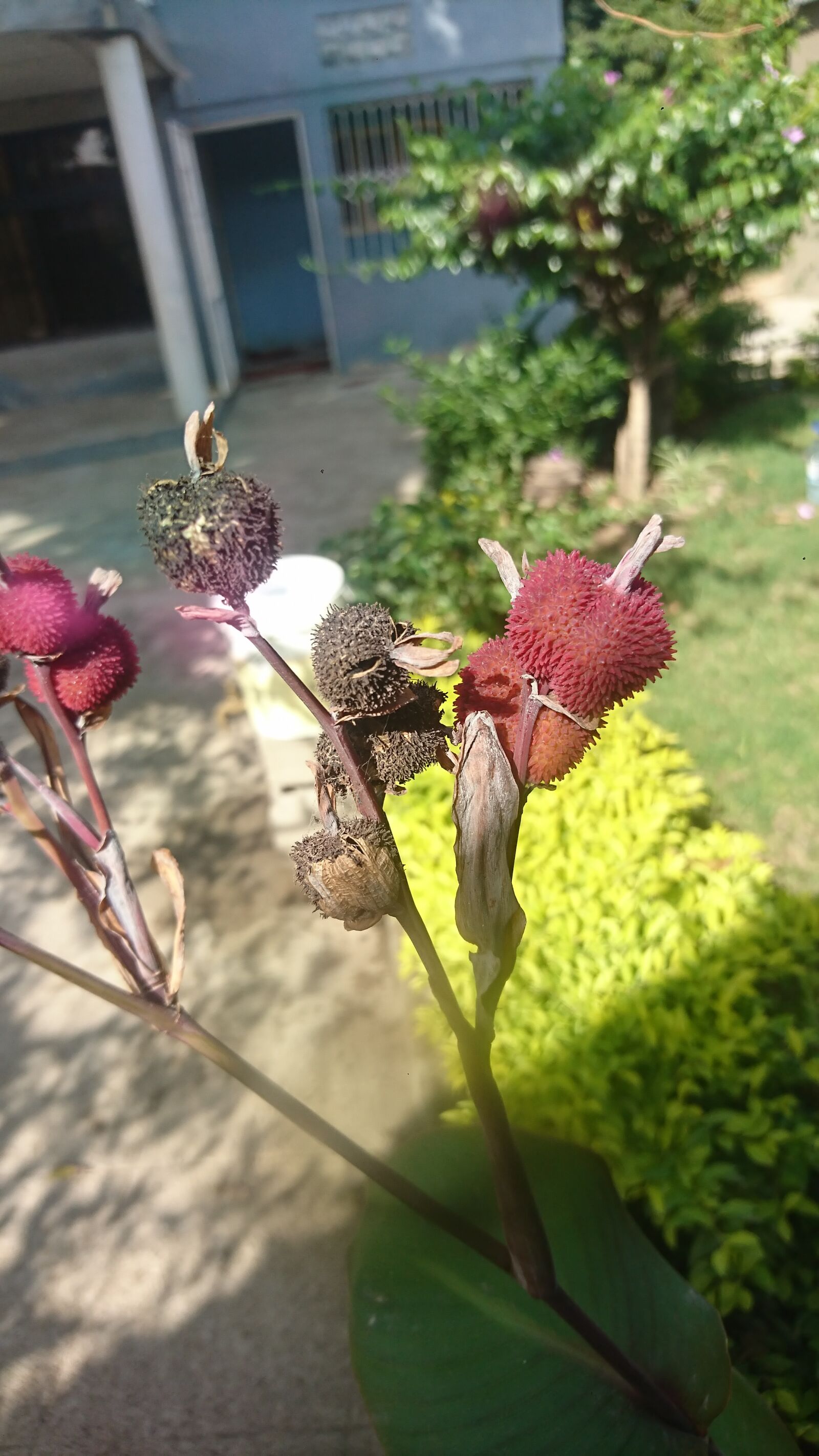 Sony Xperia XZ sample photo. Flor, planta, jardim photography