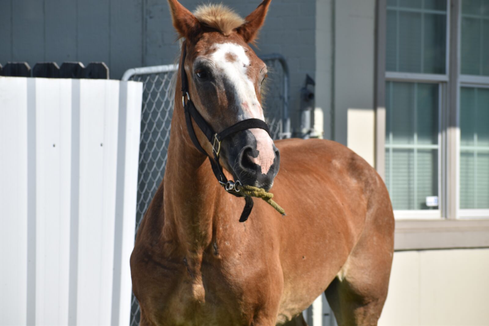 Nikon D3500 sample photo. Horse, stallion, stray photography