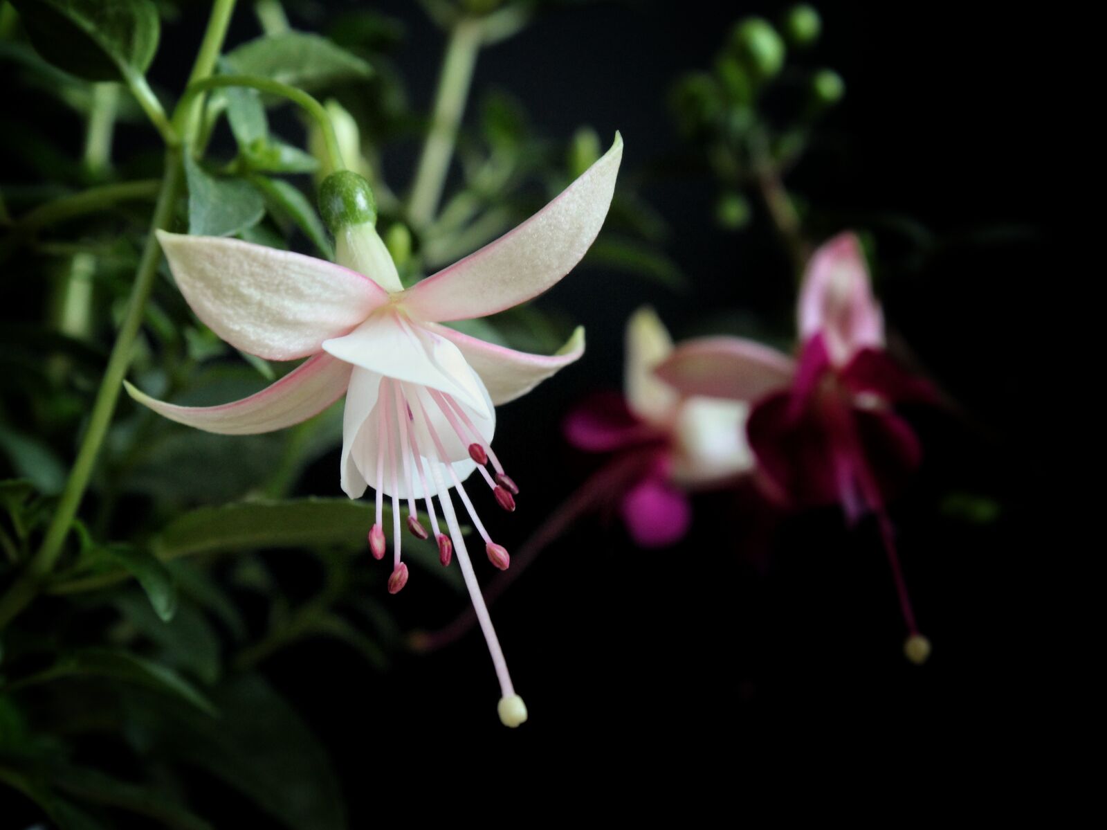 Canon EOS 1300D (EOS Rebel T6 / EOS Kiss X80) sample photo. Fuchsia, white, nature photography