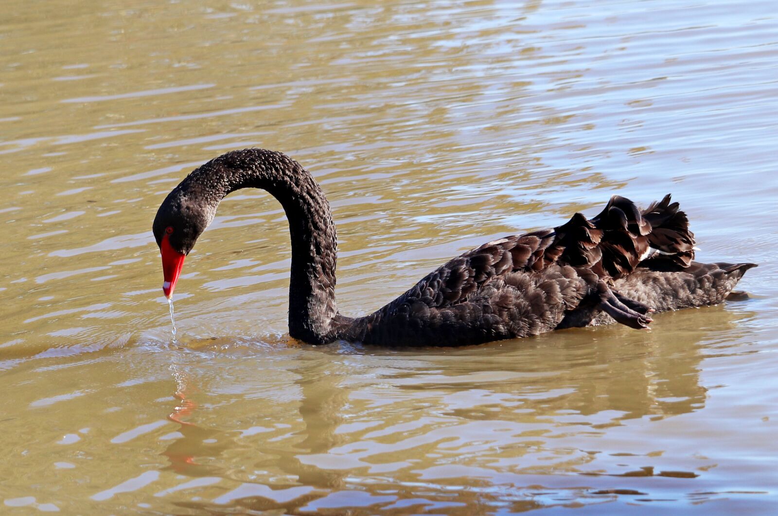 Canon EF-S 55-250mm F4-5.6 IS STM sample photo. Swan, bird, lake photography