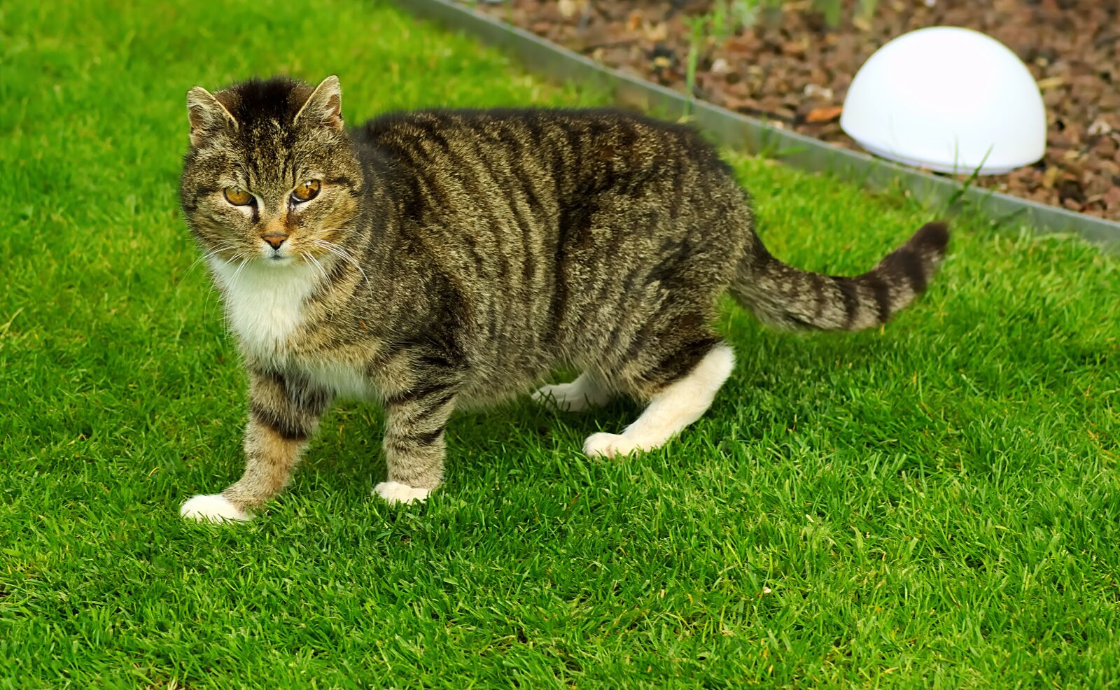 Nikon D7200 sample photo. Domestic cat, female, pet photography
