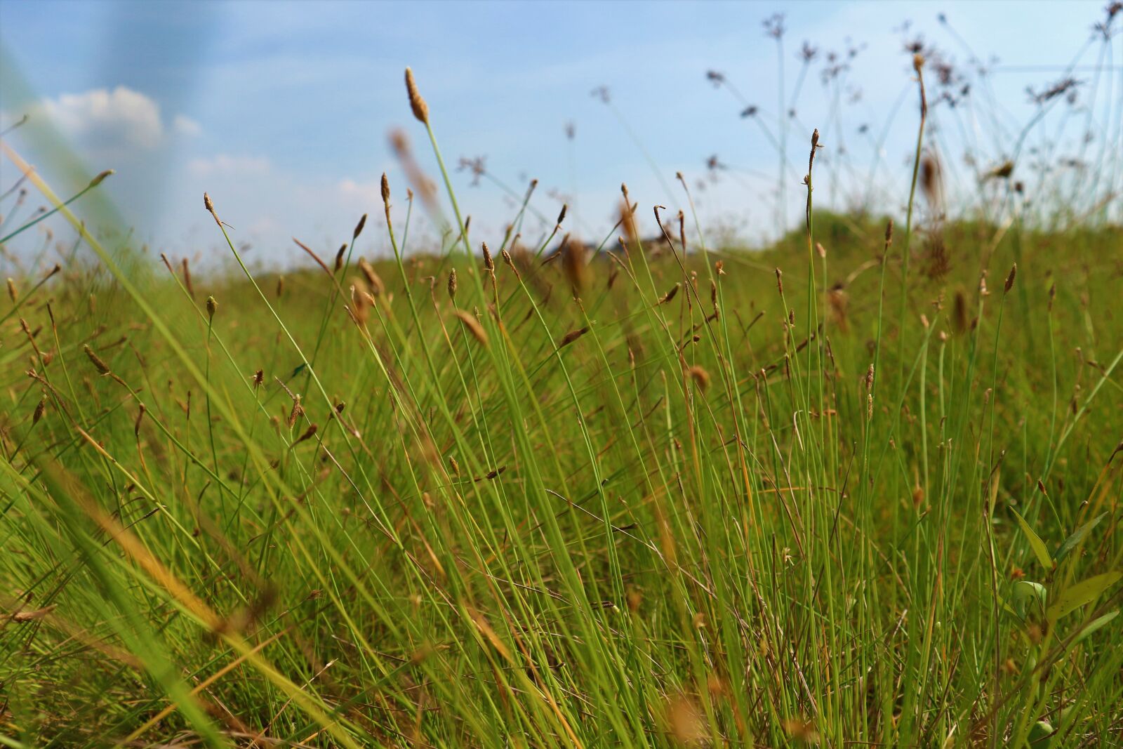 Canon EOS M10 sample photo. Grass, green, nature photography
