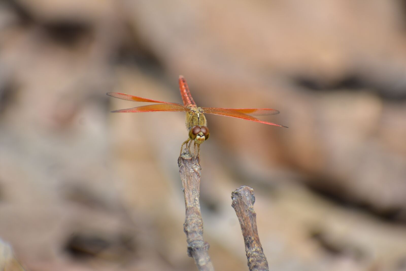 Nikon D3400 sample photo. Dragon fly, macro close photography