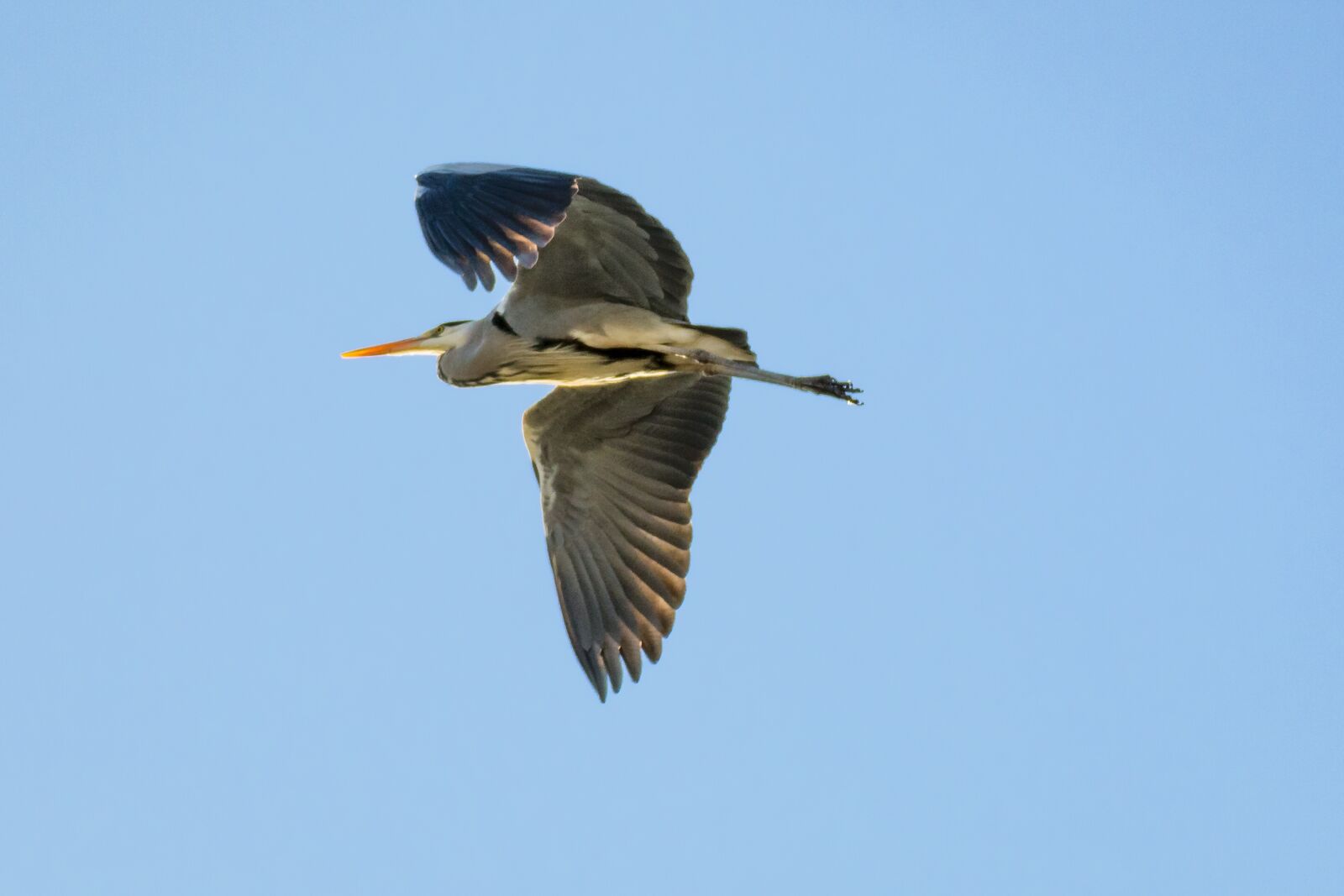 Canon EOS 70D sample photo. Heron, grey heron, fish photography