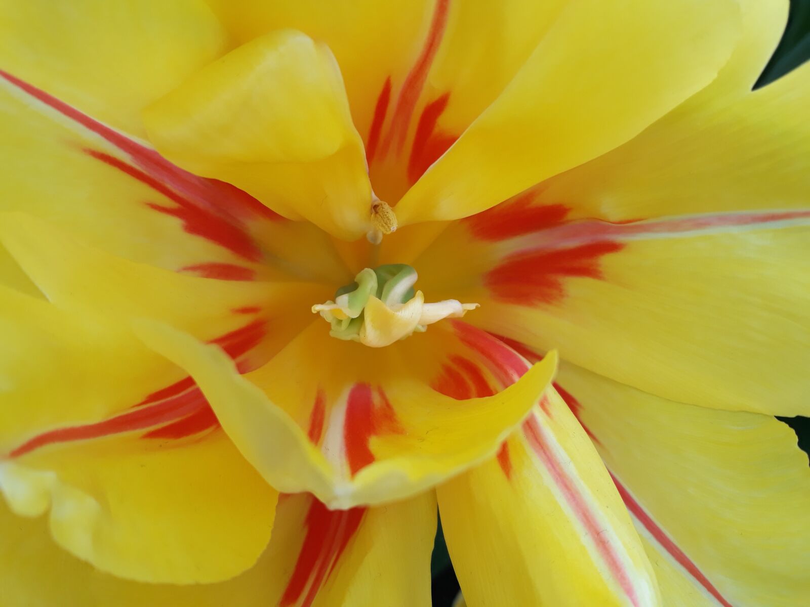 Samsung Galaxy J7 sample photo. Flower, nature, plant photography