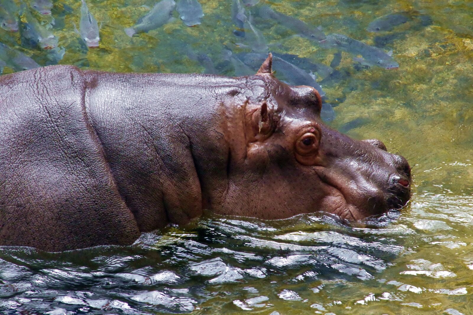 Pentax K-S2 sample photo. Hippo, animal, africa photography