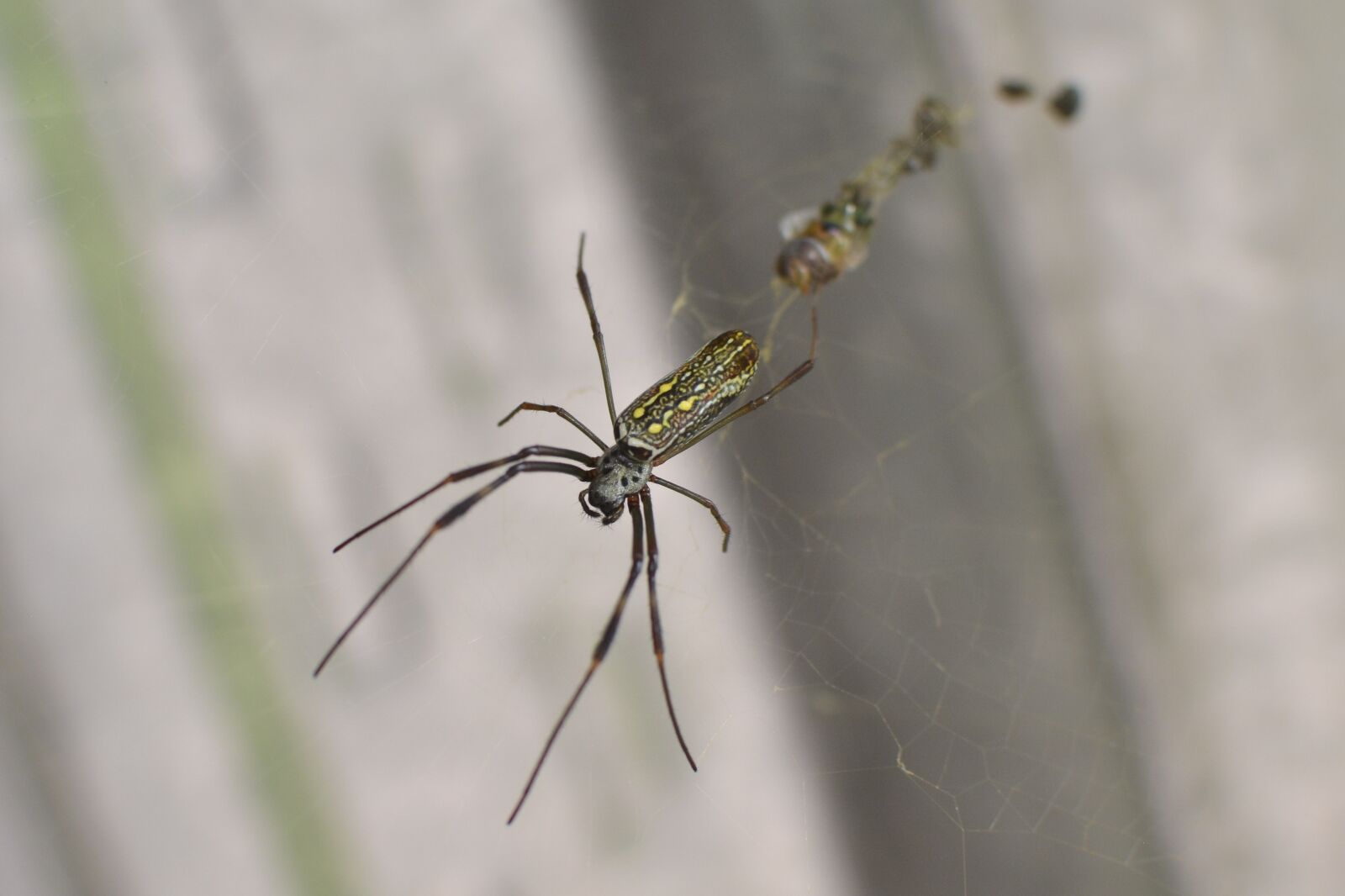 Nikon D7100 sample photo. Spider, insect, nature photography