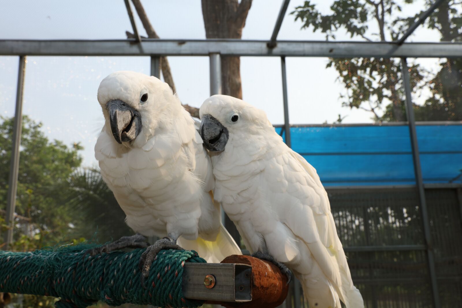 Canon EOS 5DS R + Canon EF 24-70mm F2.8L II USM sample photo. White parakeets, rare parrots photography