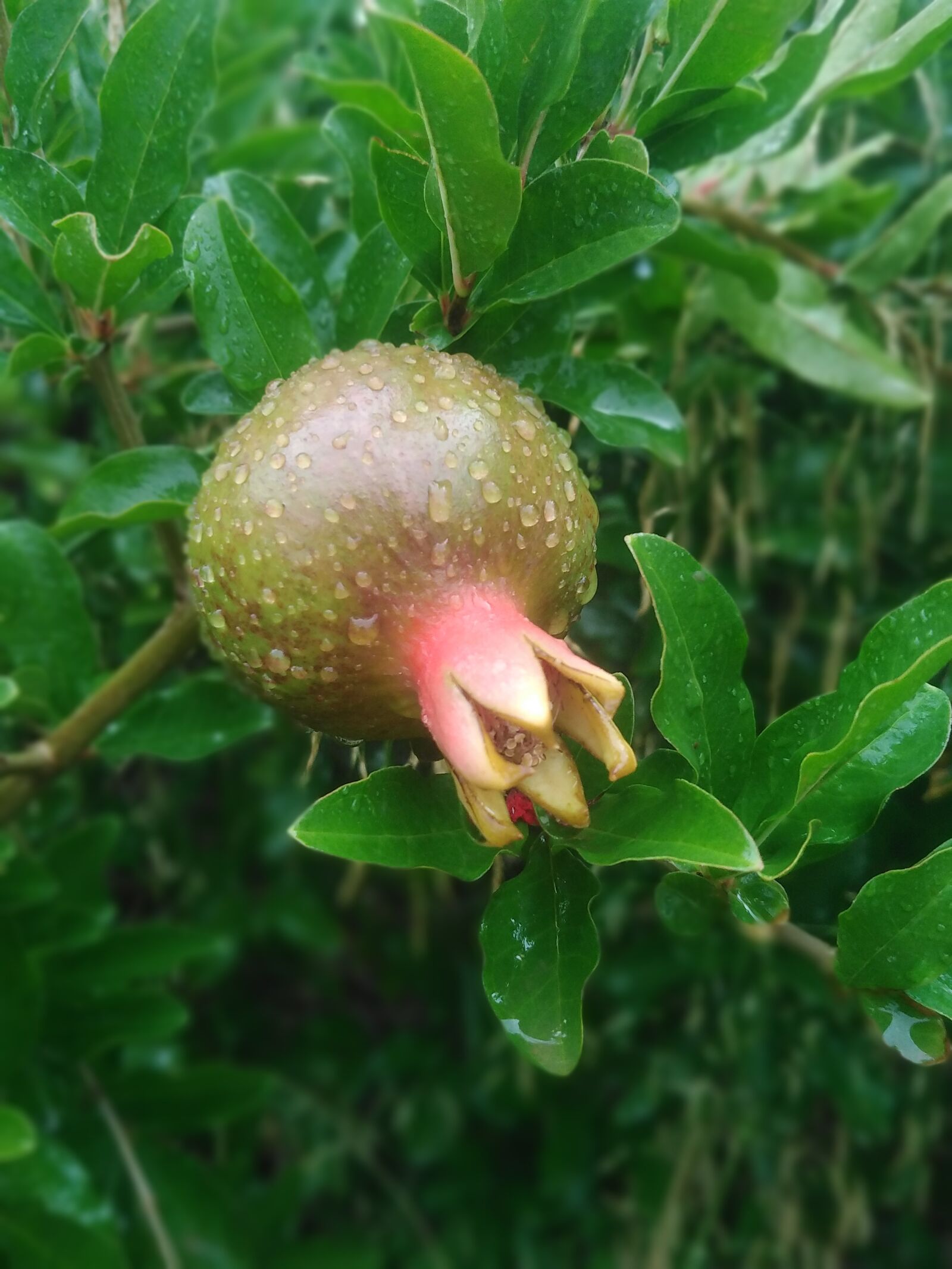 HUAWEI DUB-LX1 sample photo. Pomegranate, fruit, nature photography