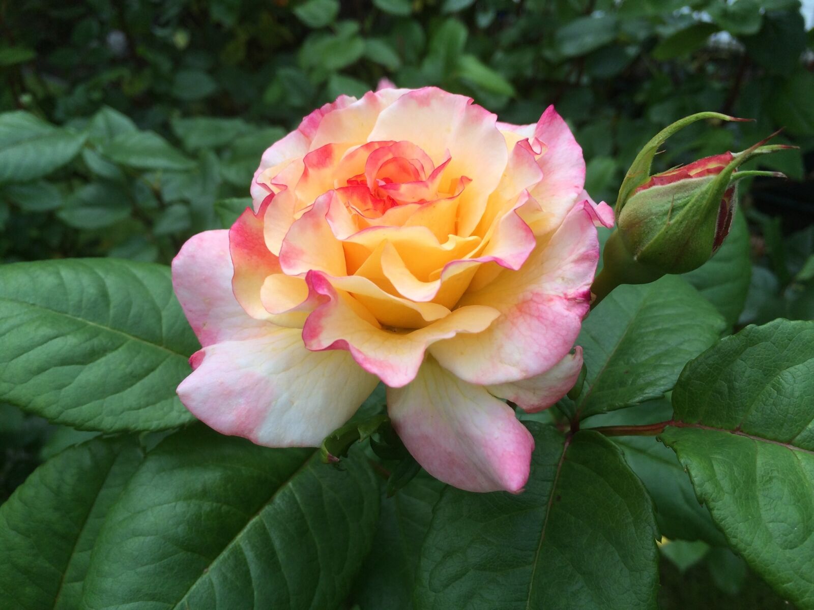 iPhone 5s back camera 4.12mm f/2.2 sample photo. Rose, blossom, bloom photography