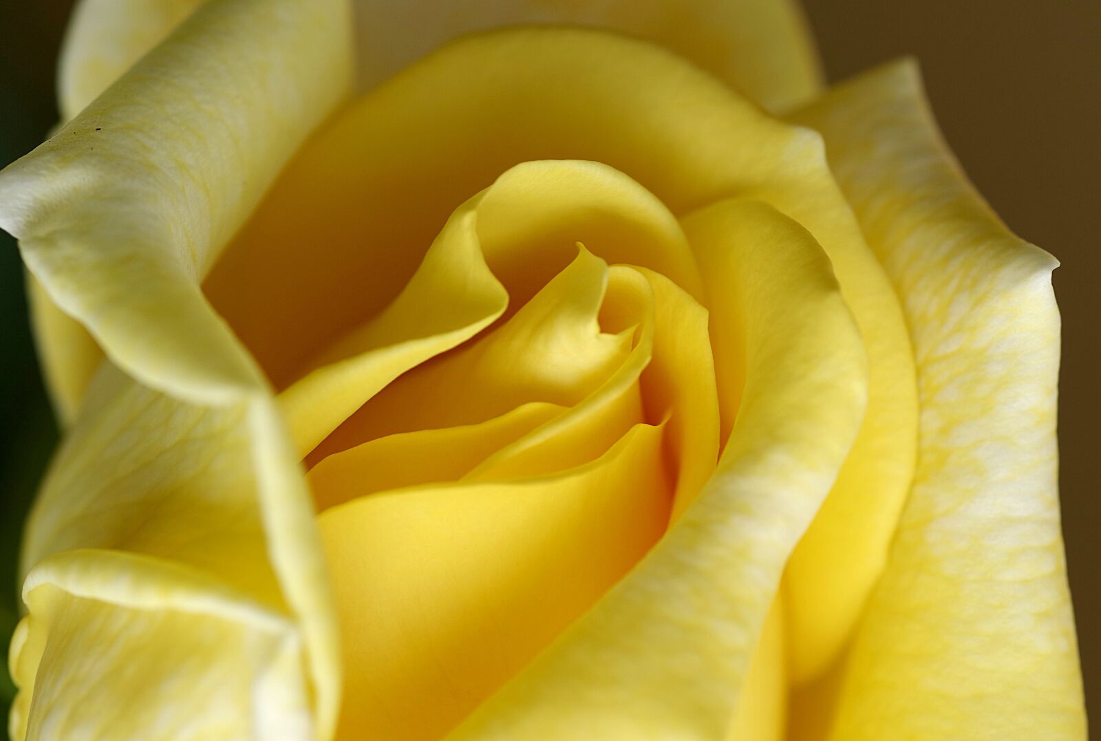 Pentax K-S2 sample photo. Rose, orange, tea photography