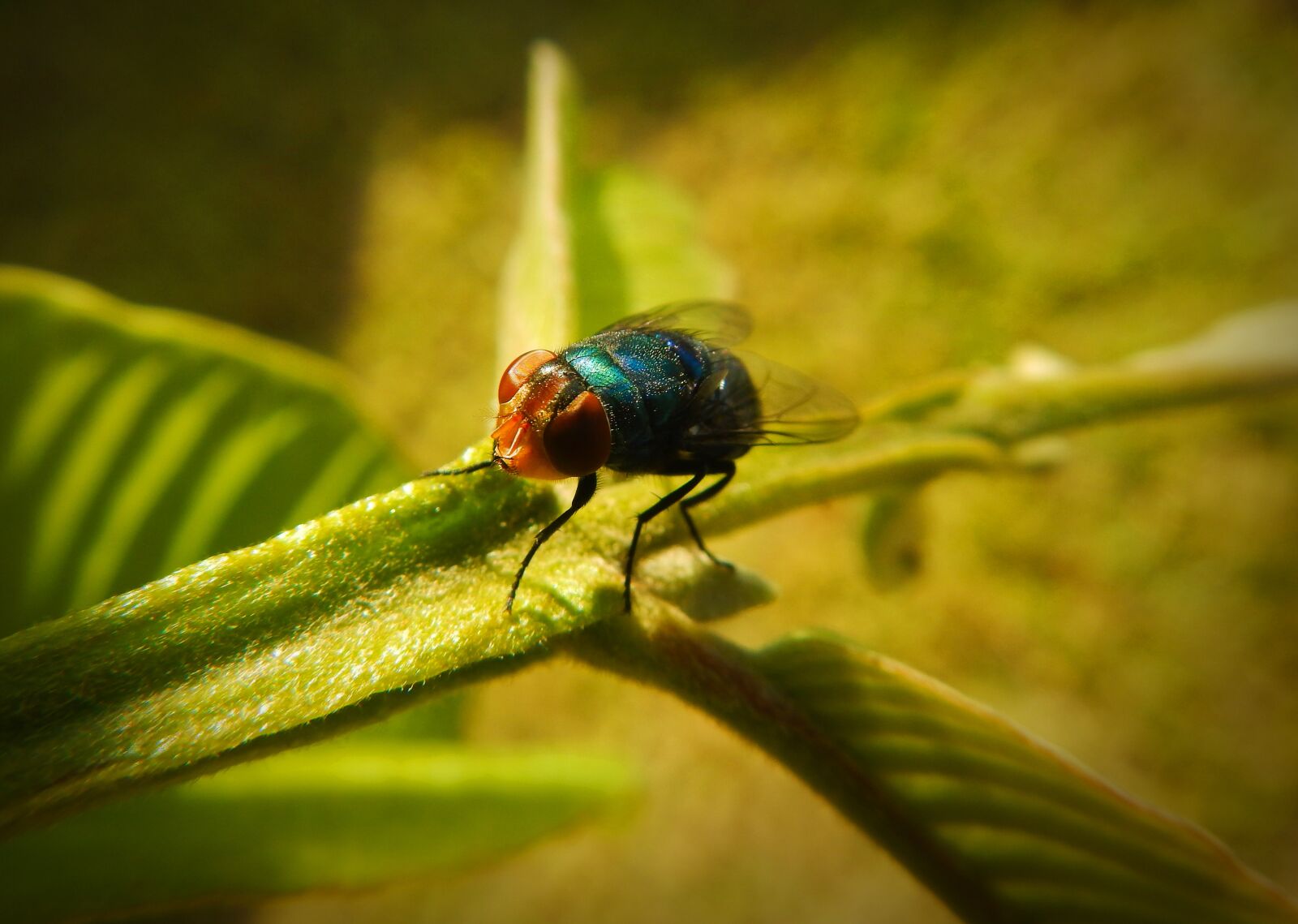 Nikon Coolpix AW110 sample photo. Fly, insect, flying photography