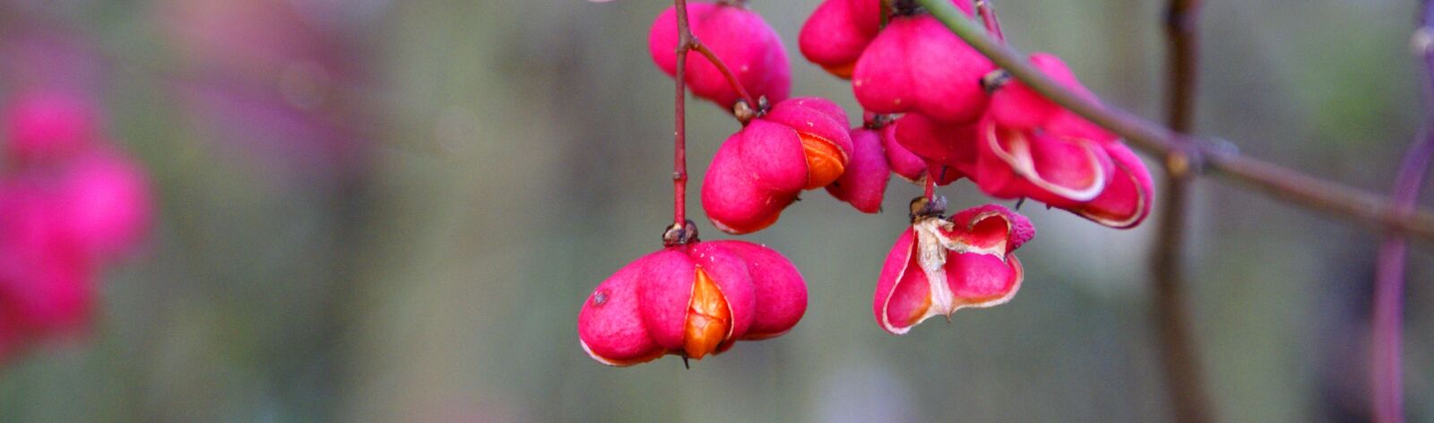 Sony Alpha DSLR-A100 sample photo. Spindle, nature, winter photography