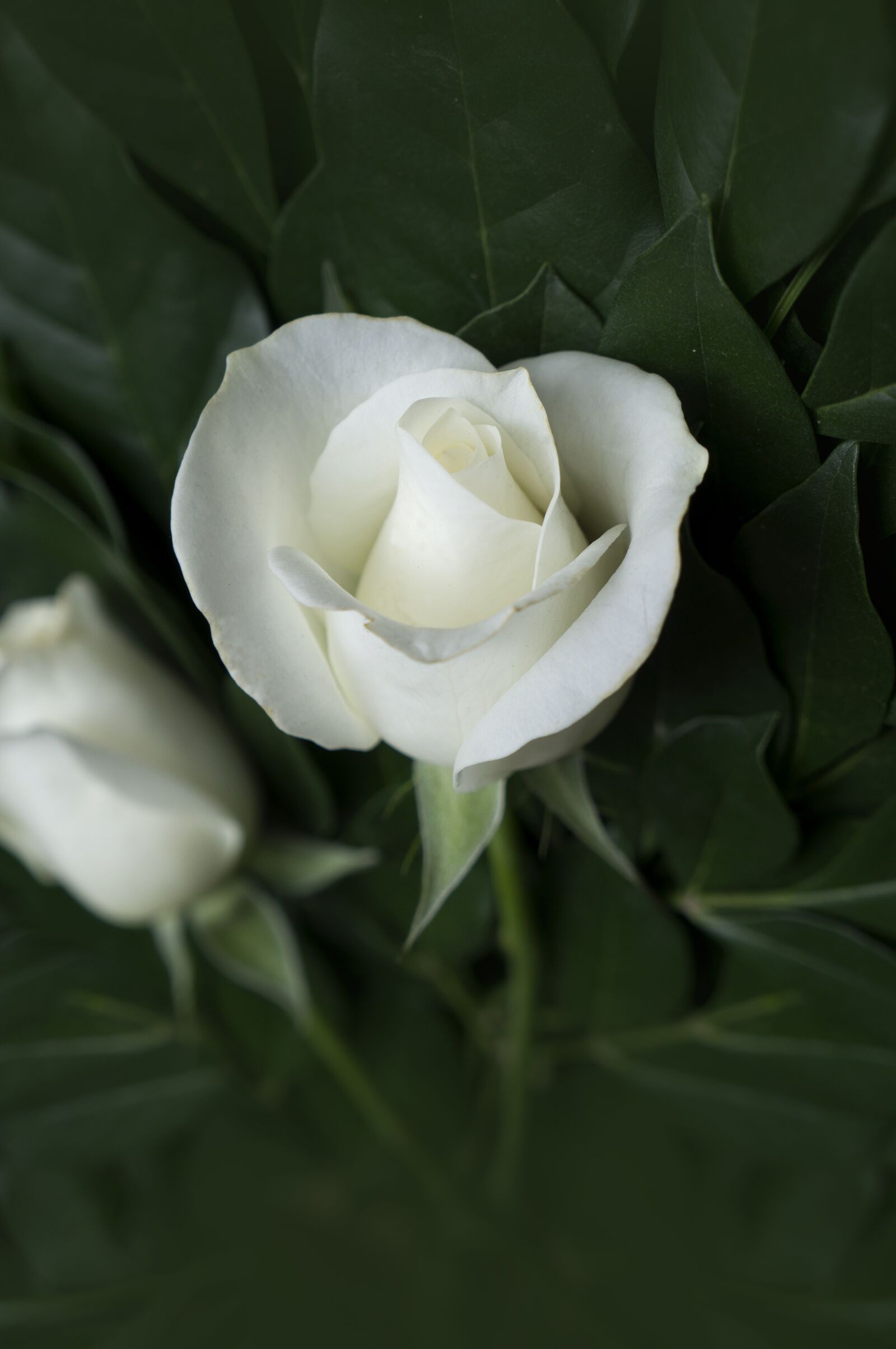 Sony Alpha NEX-F3 + Sony E 18-55mm F3.5-5.6 OSS sample photo. Roses, emotion, pink white photography