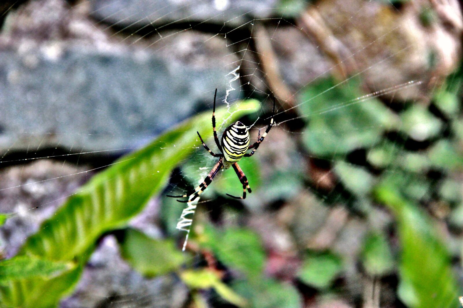 Canon EOS 600D (Rebel EOS T3i / EOS Kiss X5) sample photo. Spider, insect, nature photography