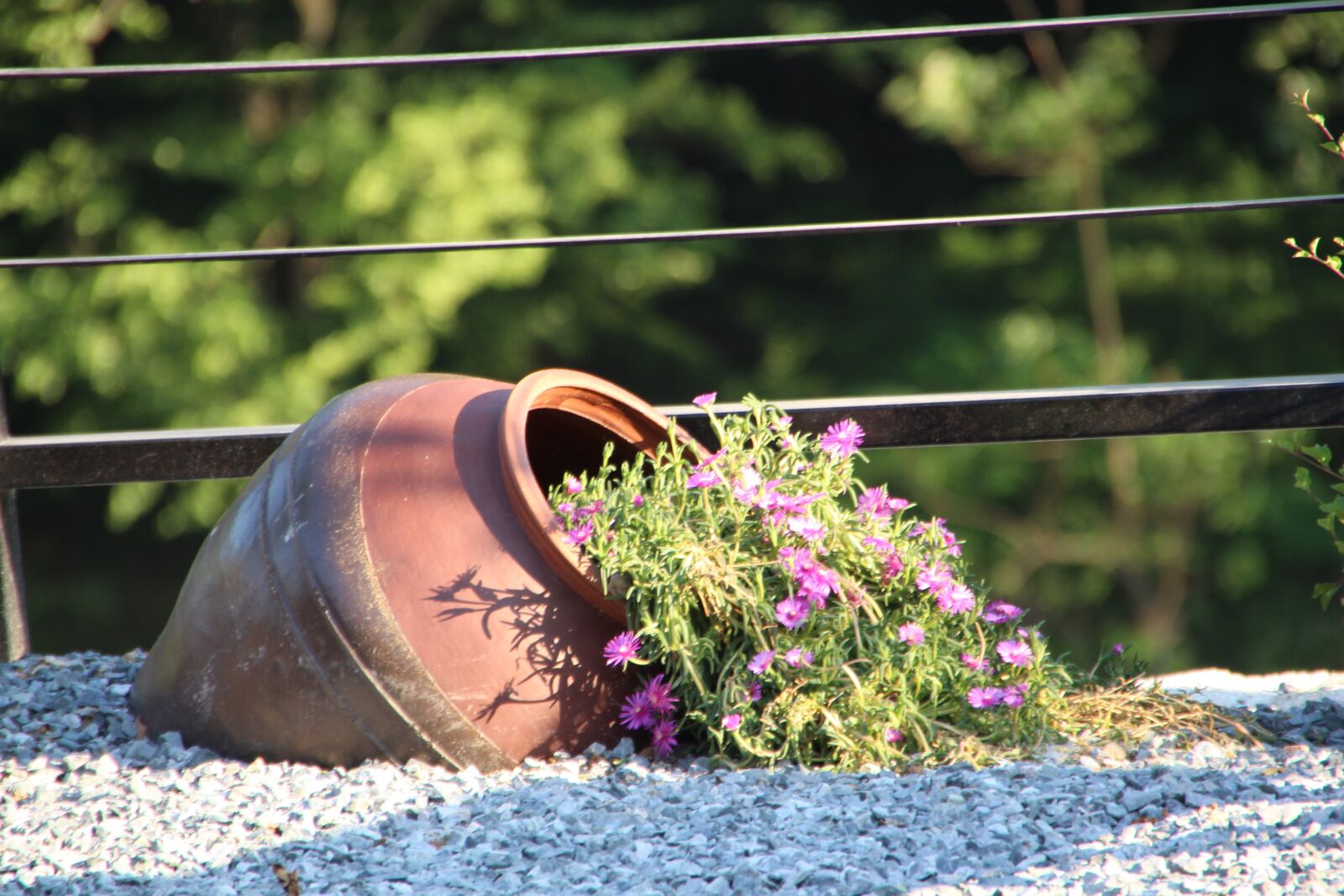 Canon EOS 650D (EOS Rebel T4i / EOS Kiss X6i) sample photo. Flowers, potted plant, plants photography