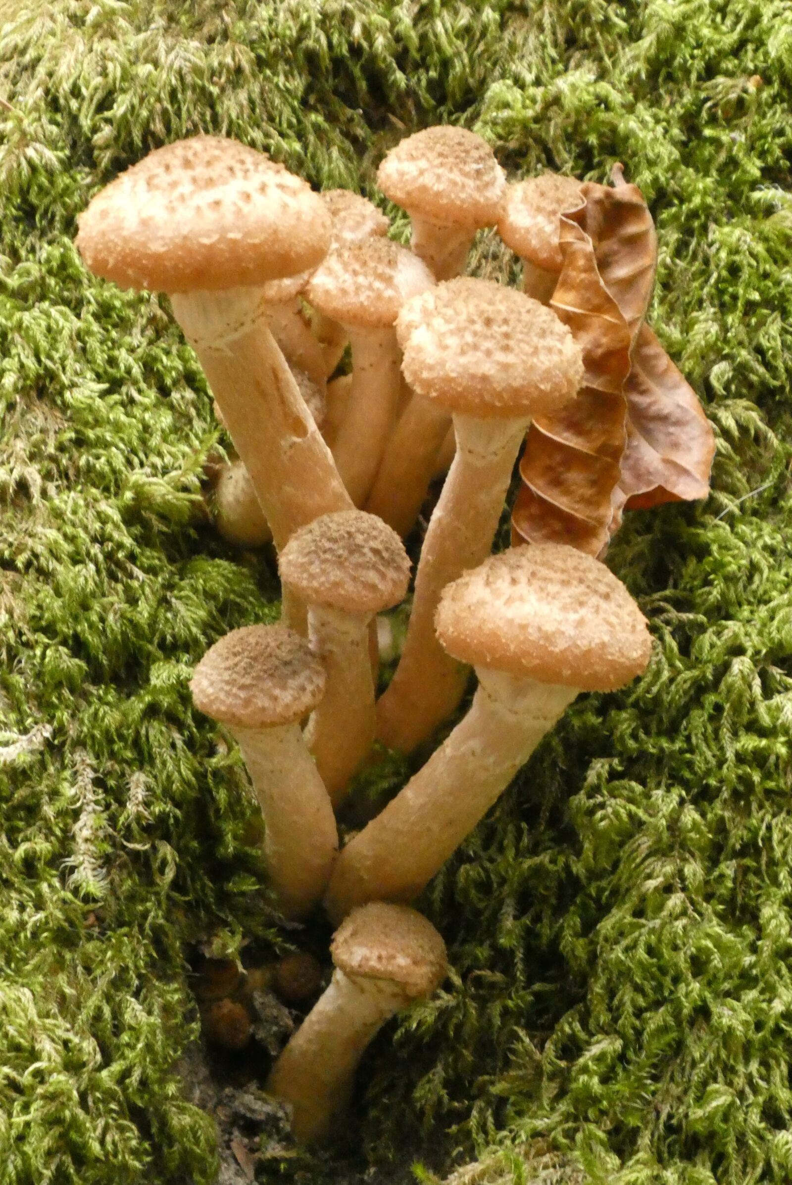 Panasonic Lumix DC-ZS70 (Lumix DC-TZ90) sample photo. Mushrooms, autumn, nature photography