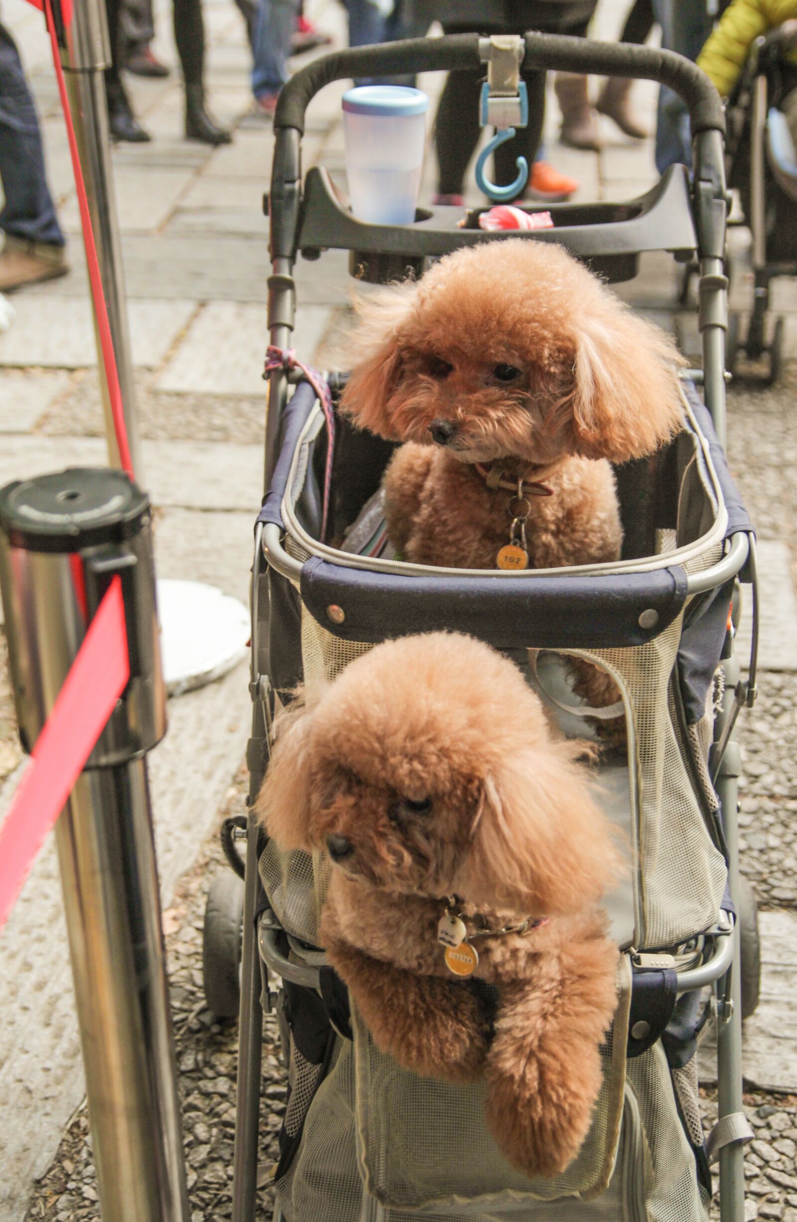 Canon EOS 600D (Rebel EOS T3i / EOS Kiss X5) sample photo. Dog, even, twin photography