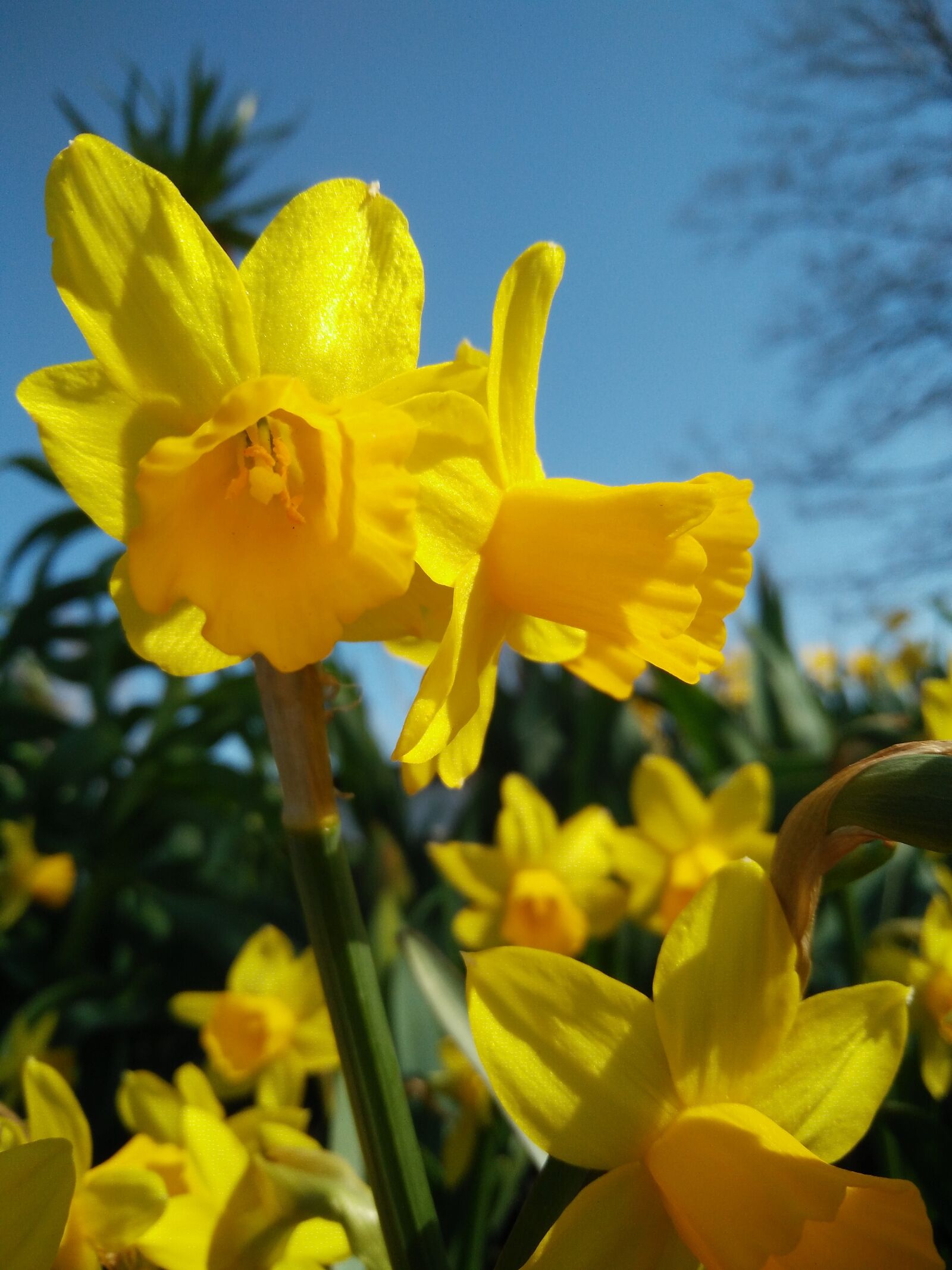 OnePlus ONE E1003 sample photo. Flower, narcissus pseudonarcissus, nature photography