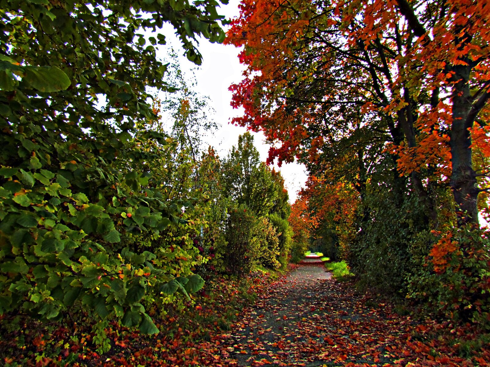 Canon PowerShot SX30 IS sample photo. Autumn, foliage, red photography