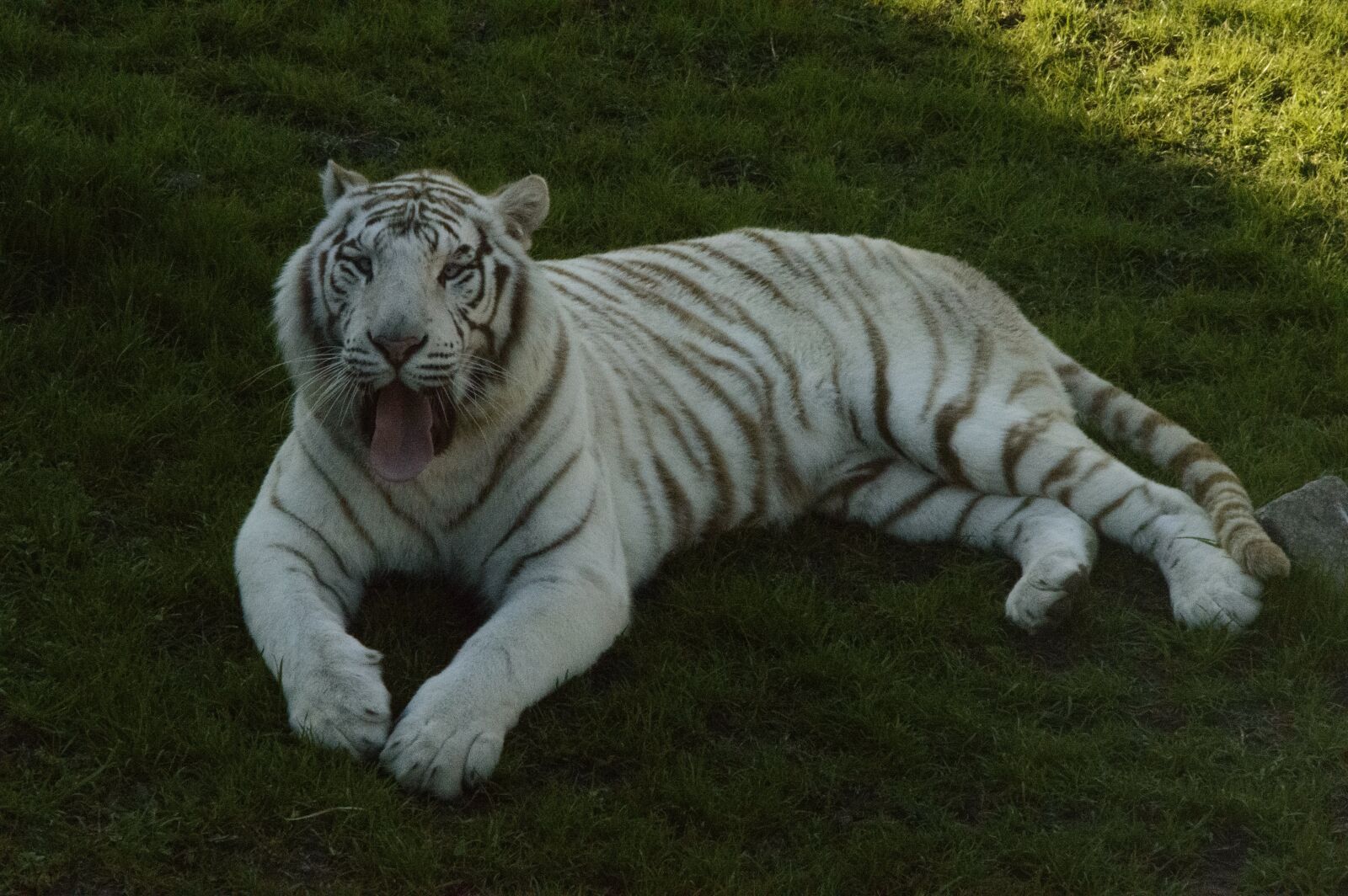 Nikon D3200 sample photo. Tiger, white tiger, striped photography
