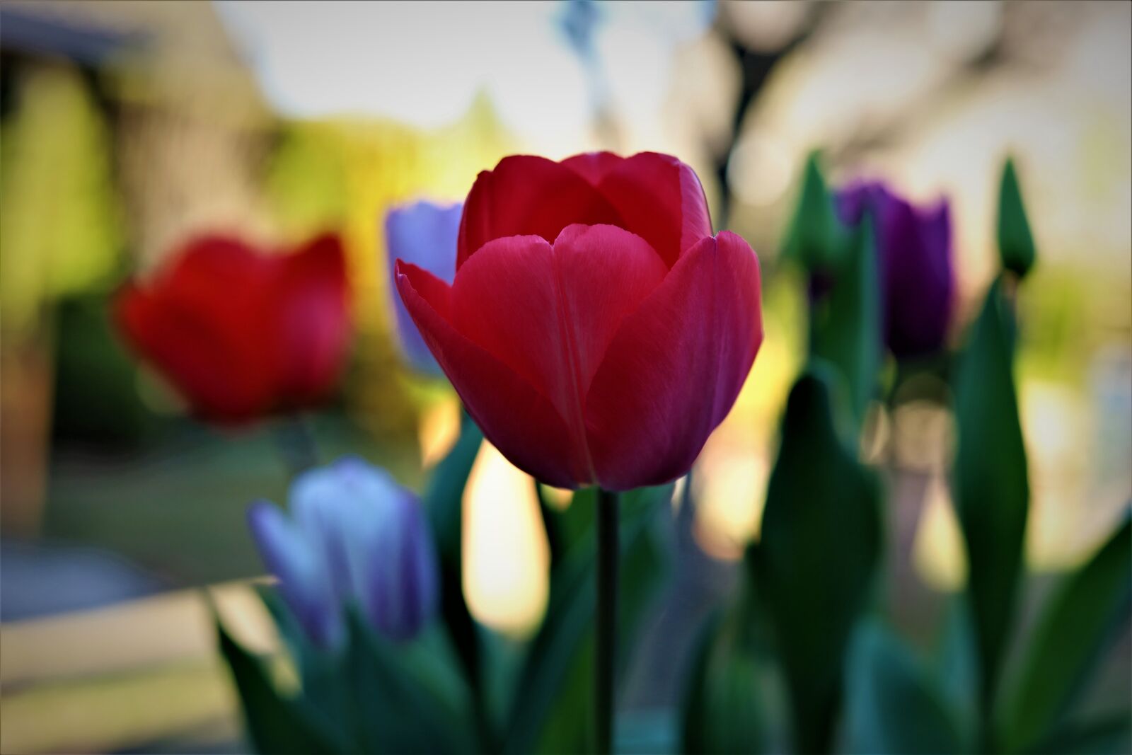 Canon EOS RP + Canon EF 50mm F1.8 STM sample photo. Tulip, flower, netherlands photography