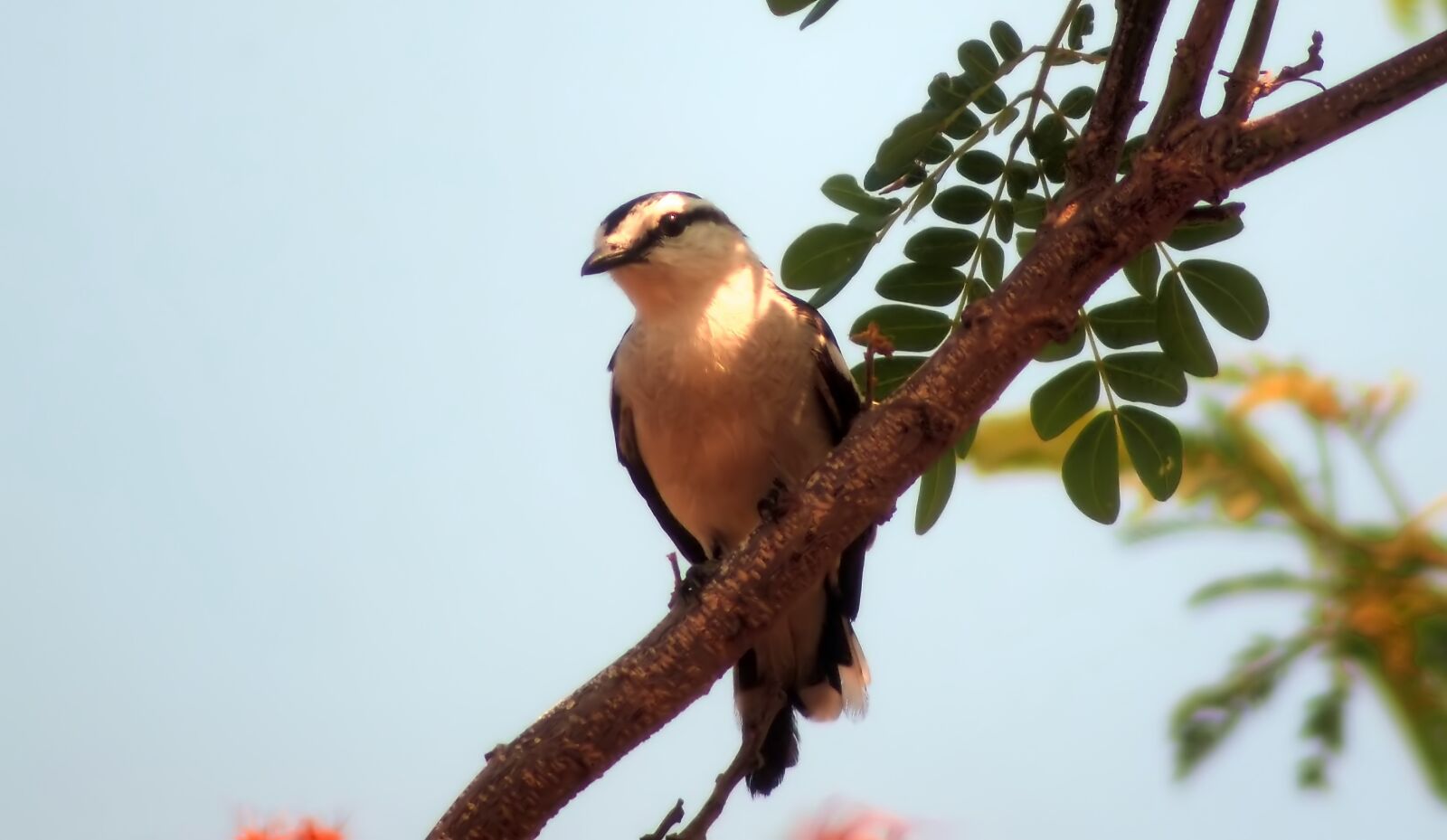 Olympus OM-D E-M1 sample photo. Pied triller, wild, bird photography