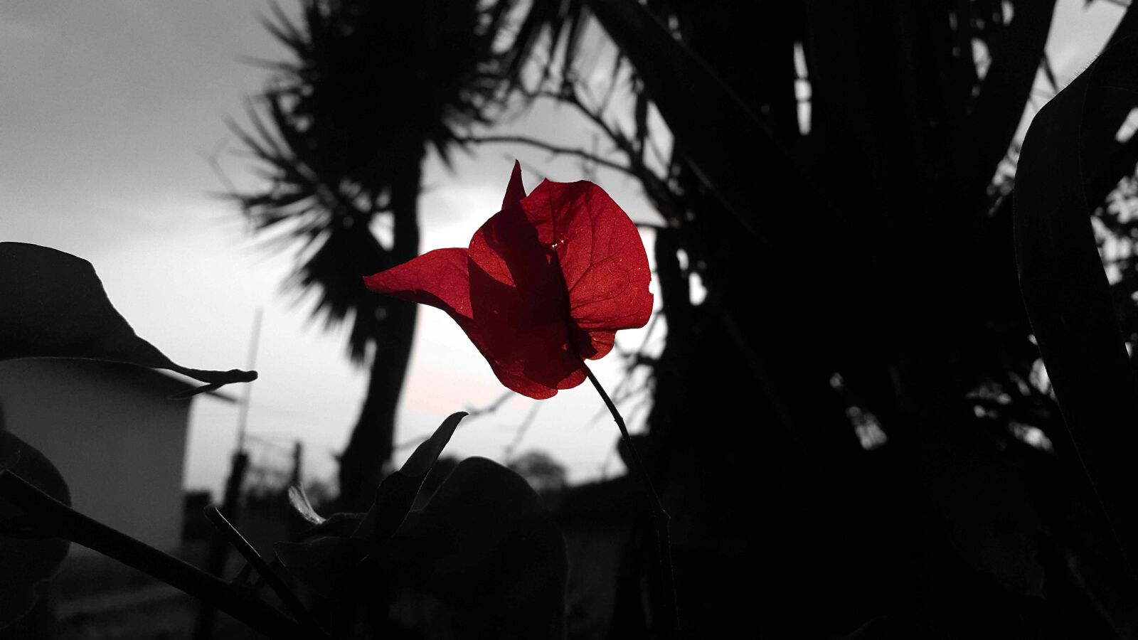 Samsung Galaxy S5 sample photo. Black, black, and, white photography