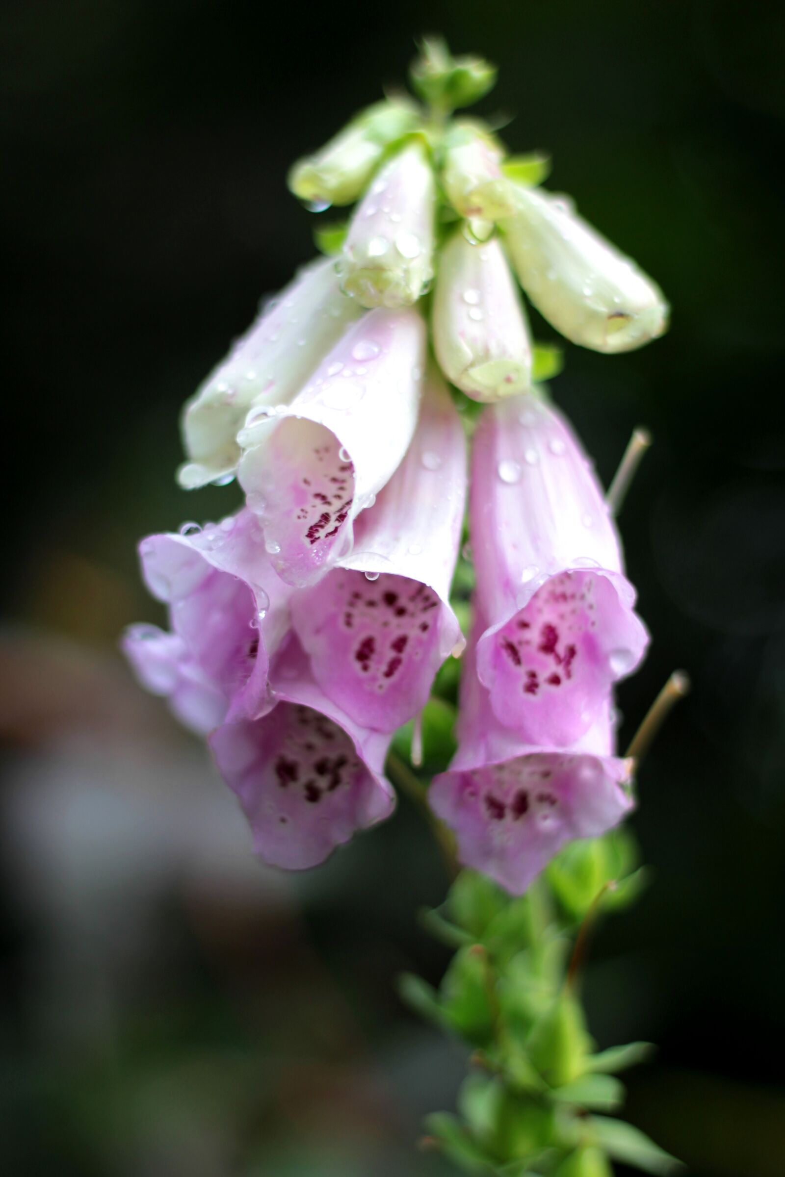 Canon EOS 600D (Rebel EOS T3i / EOS Kiss X5) sample photo. Digitalis, foxglove, pink photography