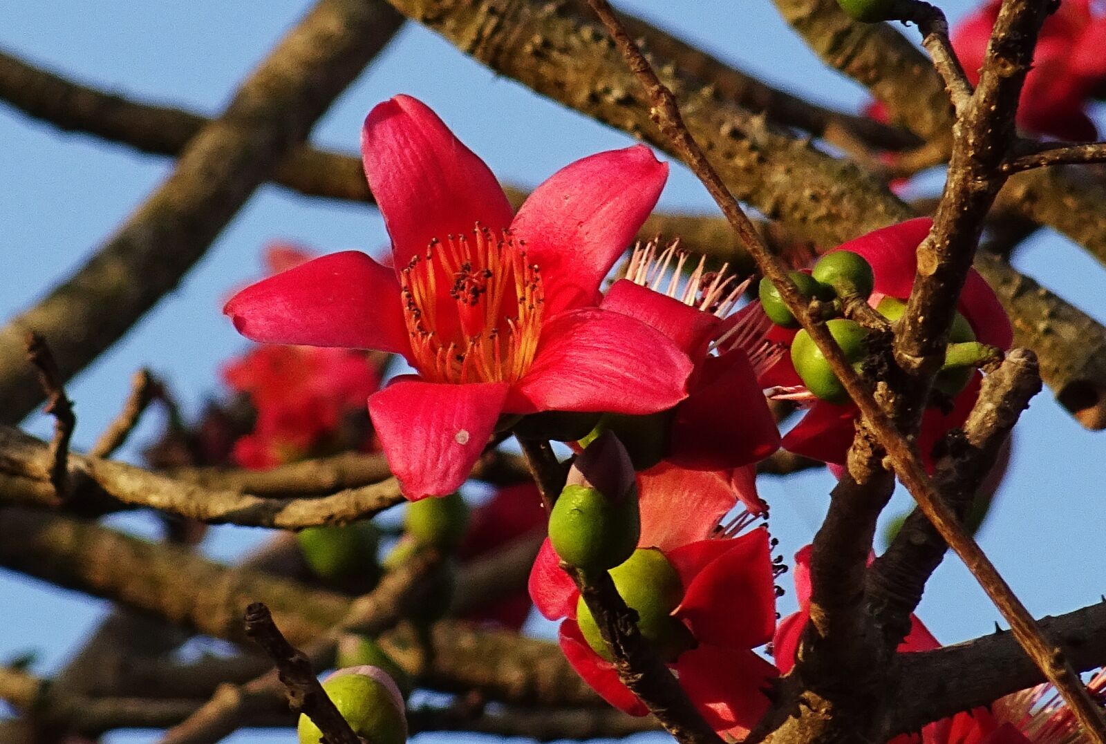 Sony DSC-HX60V sample photo. Flower, shimul, bombax ceiba photography