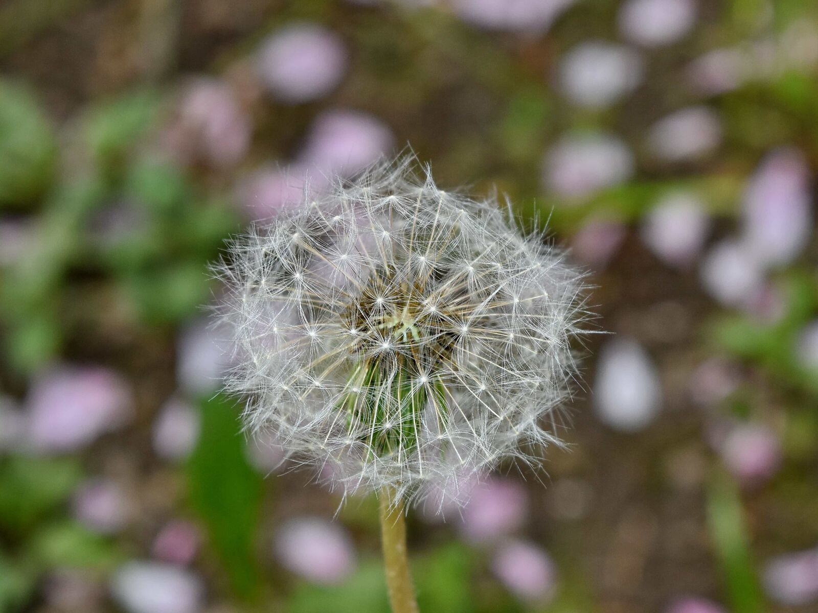 Nikon D5500 sample photo. Dandelion, detail, macro, flower photography