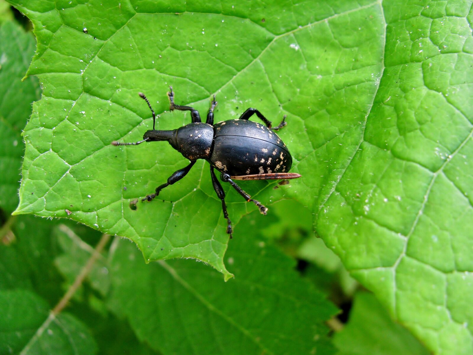 Canon PowerShot SX110 IS sample photo. Beetle, forest, insect photography