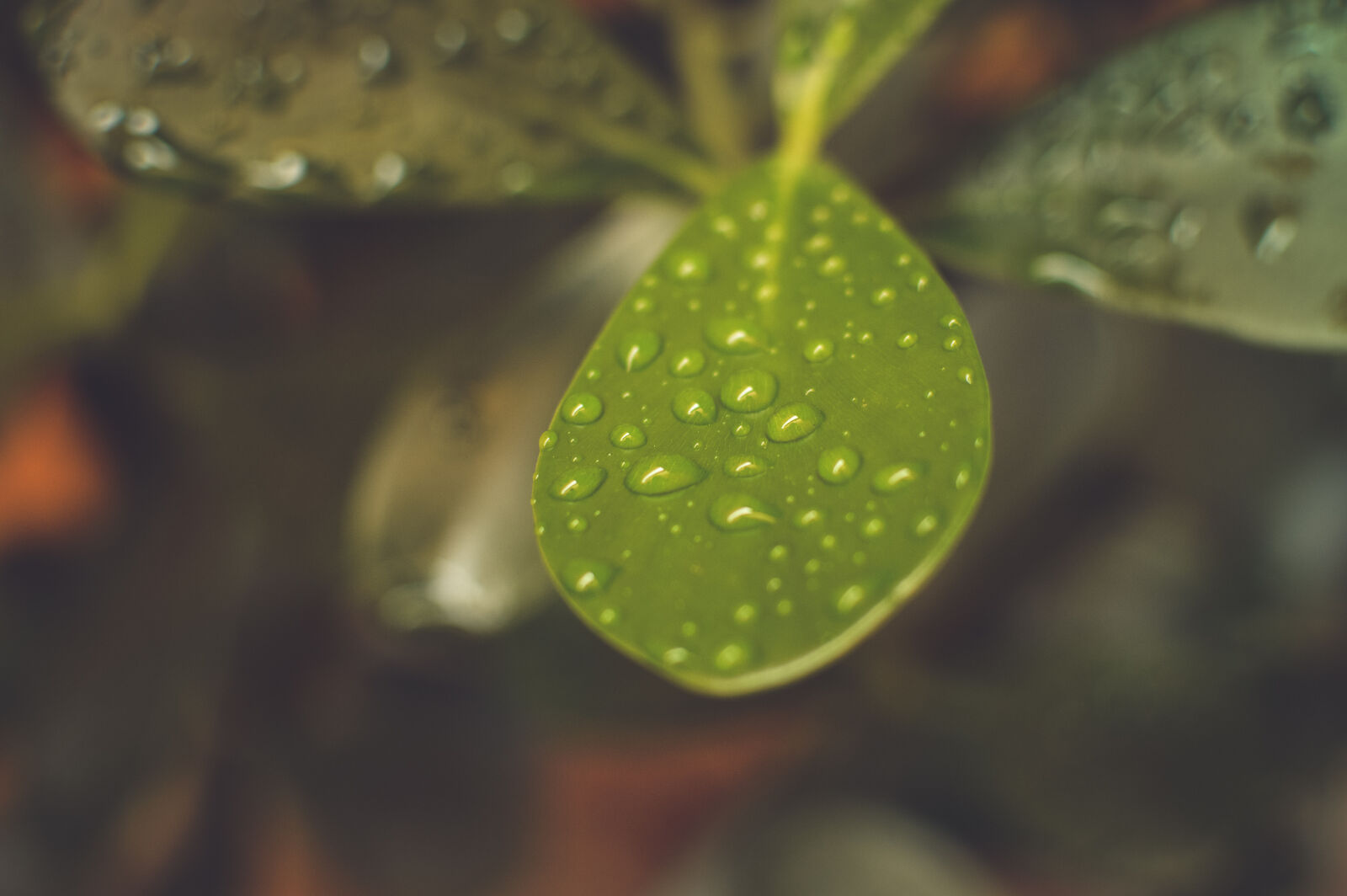 Nikon D3200 + Nikon AF-S DX Nikkor 35mm F1.8G sample photo. Rainy, leaf, close, up photography