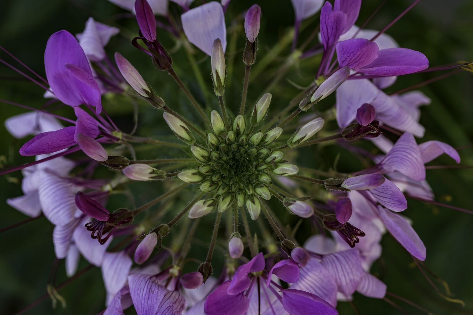 Canon EF-S 60mm F2.8 Macro USM sample photo. Strange flower, flower, purple photography