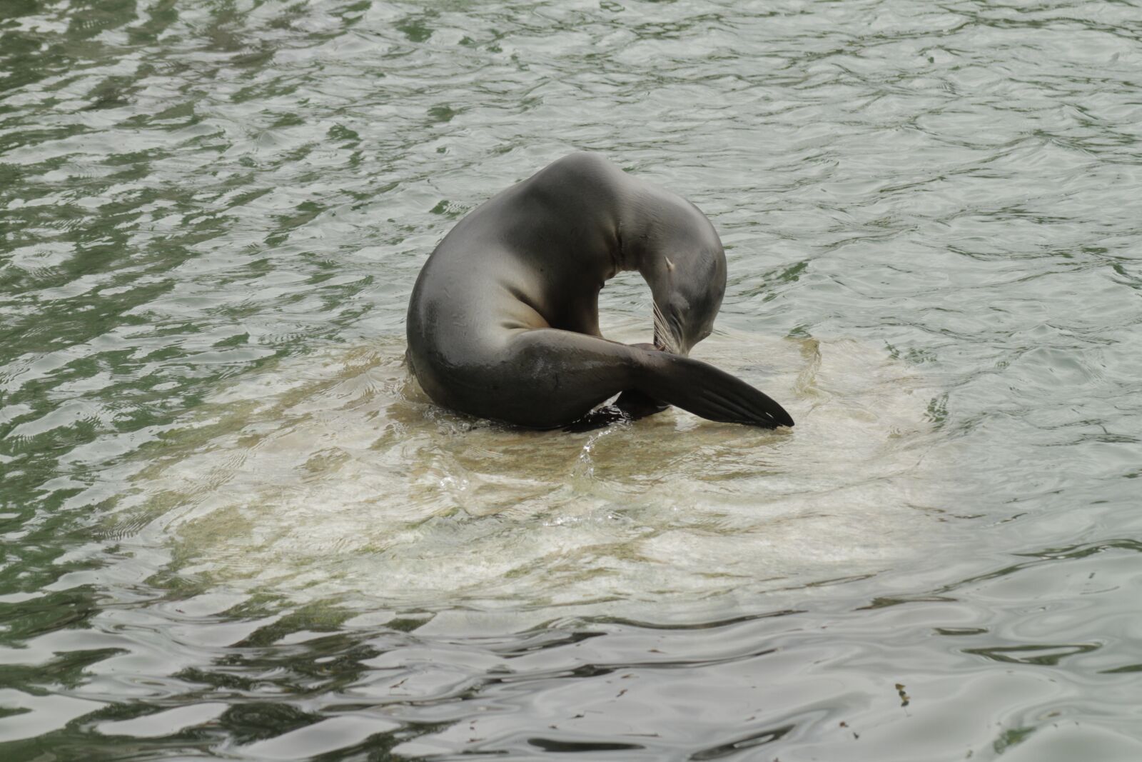 Canon EOS 7D sample photo. Sea lion, wash, rock photography