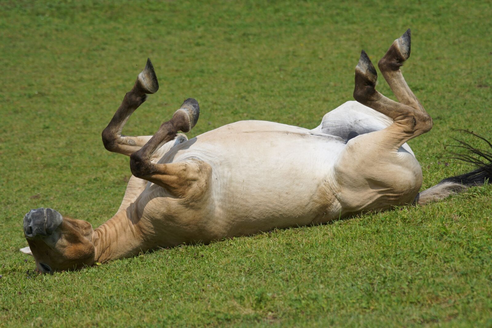 Sony ILCA-77M2 + Sony 70-400mm F4-5.6 G SSM sample photo. Przewalski, wild horse, pasture photography