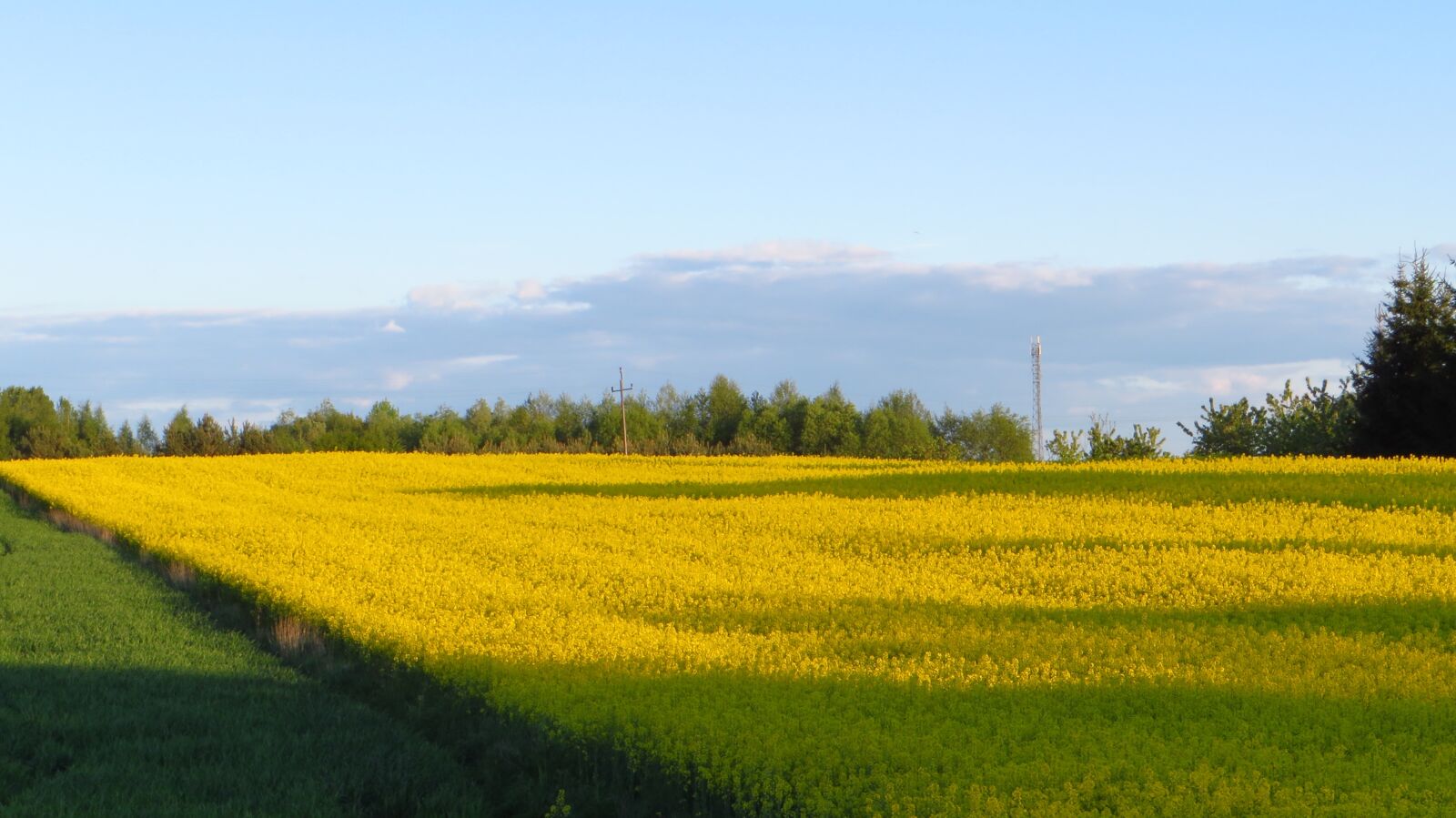 Canon PowerShot SX270 HS sample photo. Field, rape, agriculture photography