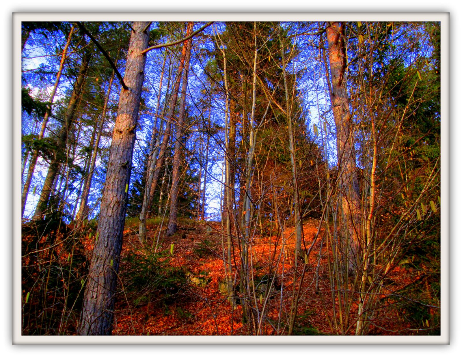 Canon PowerShot A2500 sample photo. Autumn, sun, forest photography