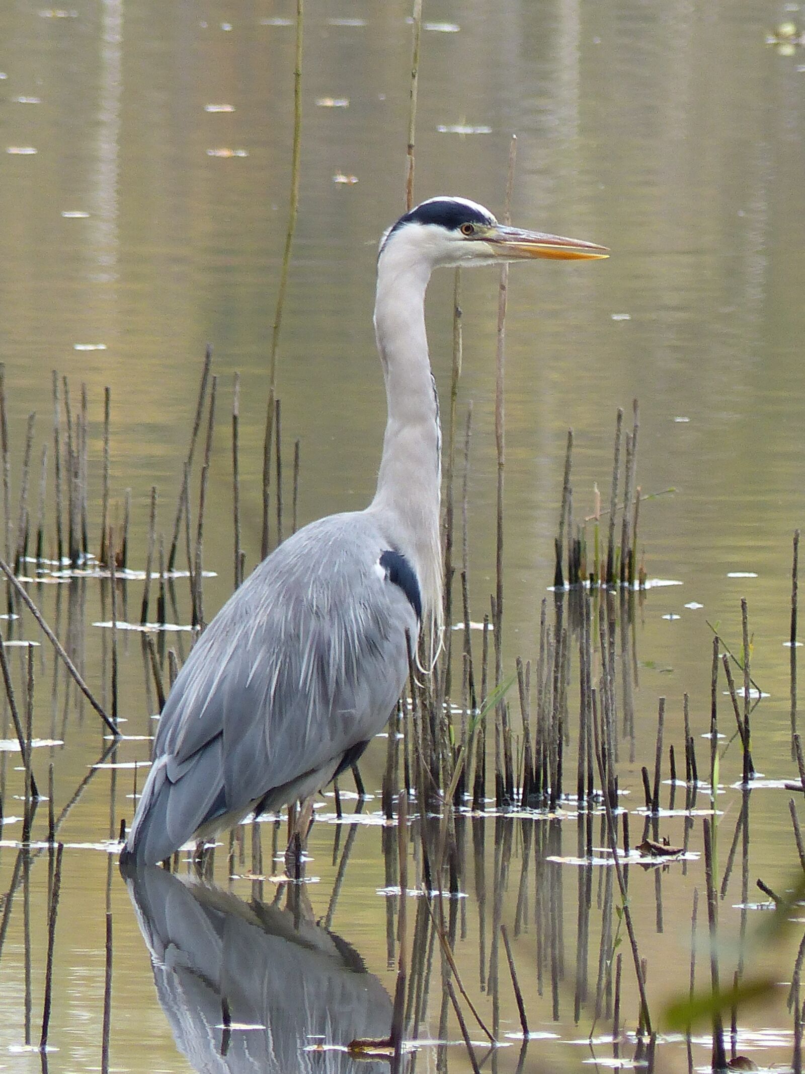 Panasonic Lumix DMC-FZ200 sample photo. Heron, nature, mare photography