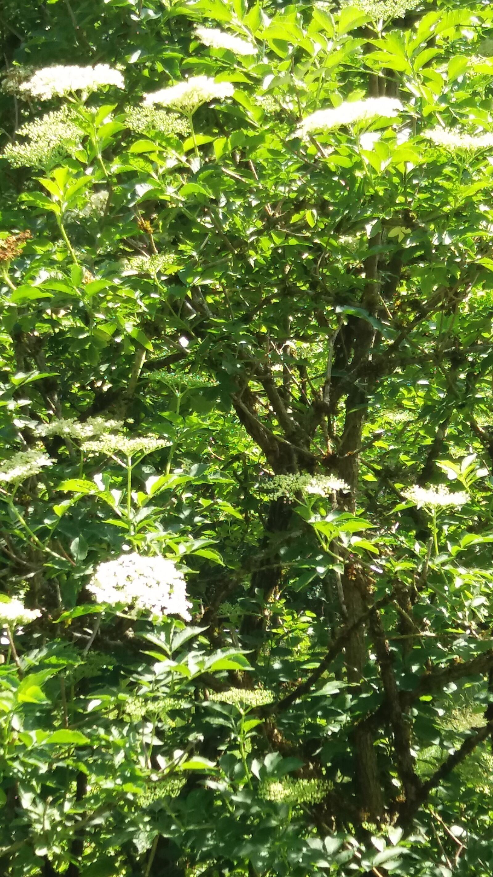 Samsung Galaxy J5 sample photo. Elder, sambooca negra, summer photography