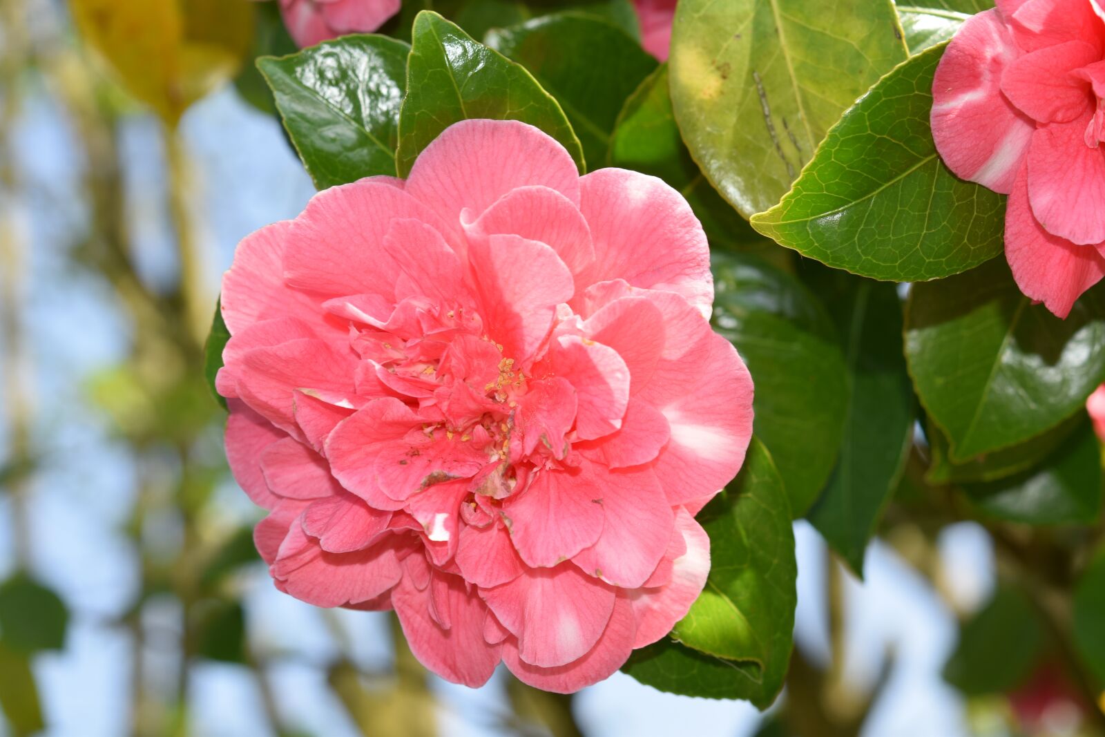 Nikon D5600 sample photo. Flower, flowers of camellia photography