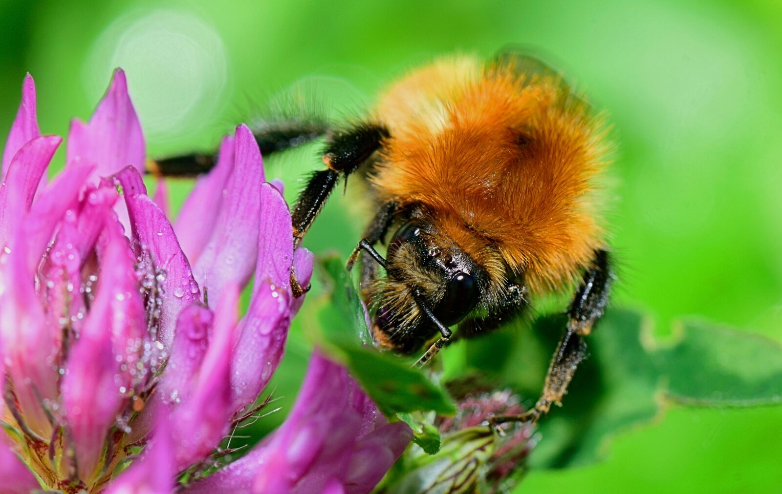 Nikon D5300 sample photo. Nature, bee, insect photography