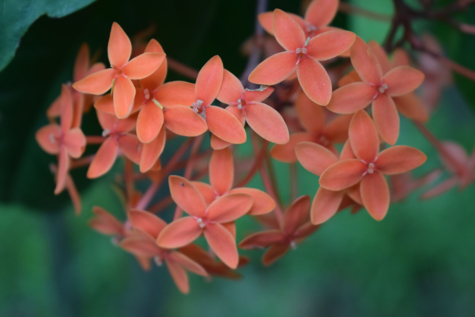 Nikon D3300 sample photo. Flower, plant, summer photography