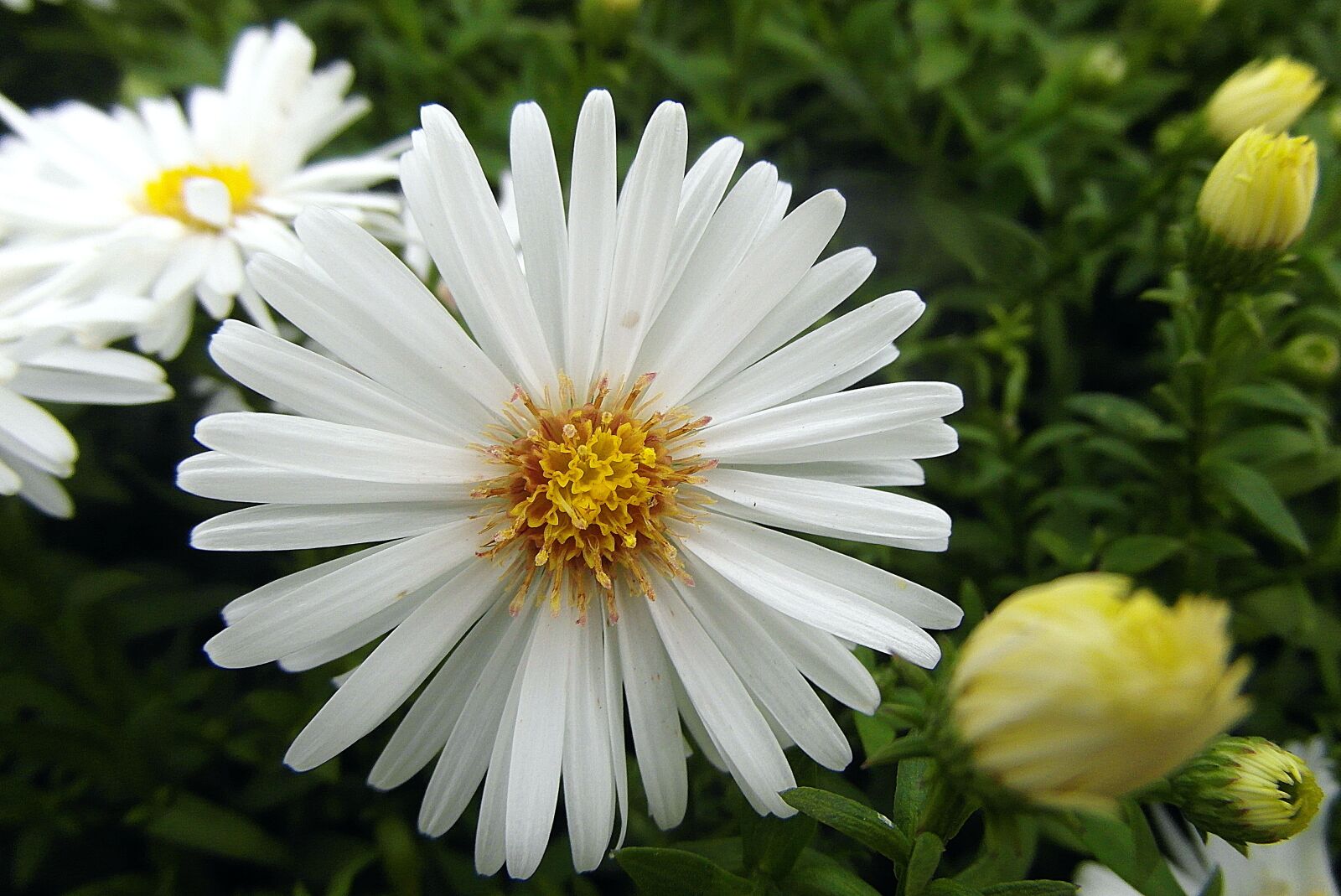 Samsung WB750 sample photo. Flower, marcinek, aster bushy photography