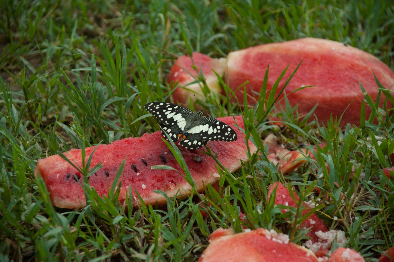 Nikon D70s sample photo. Butterfly, melon, nature photography
