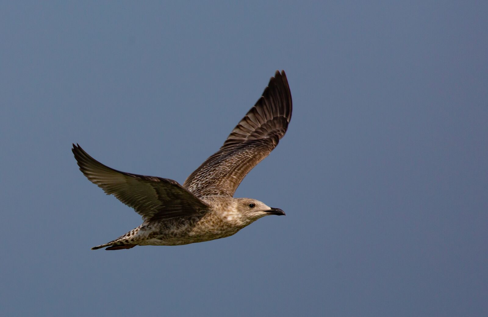 Canon EOS 5D Mark III + Canon EF 100-400mm F4.5-5.6L IS II USM sample photo. Herring gull, gull, flight photography