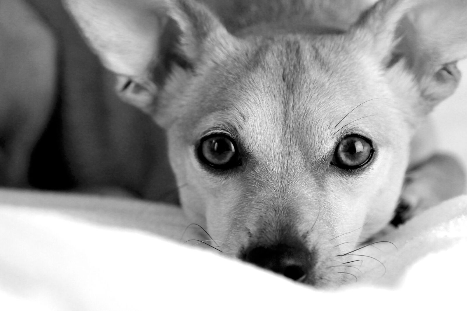 Canon EOS 60D sample photo. Eb, dog, animal photography